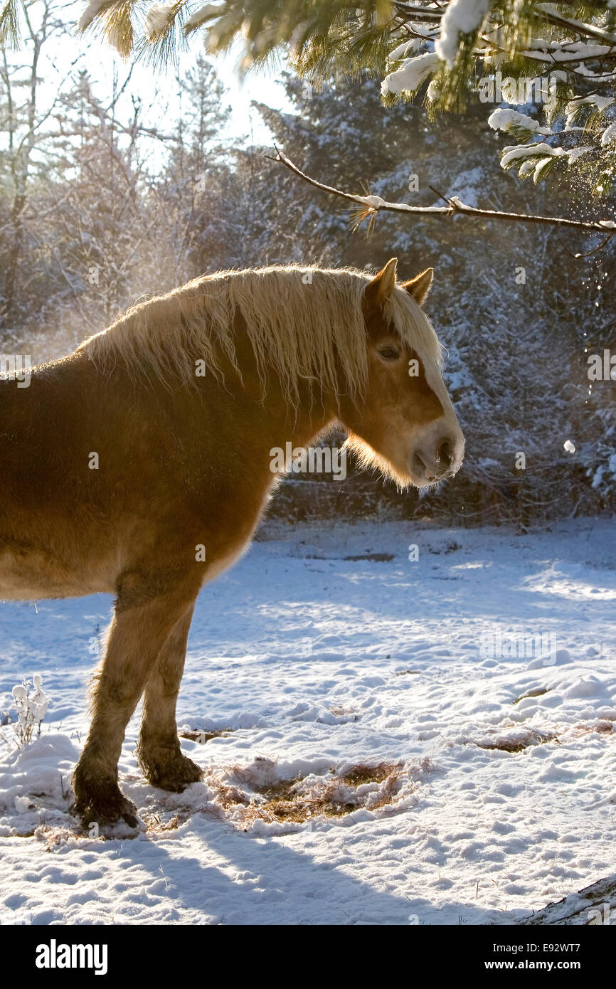Cheval de Trait Belge dans la neige de l'hiver Banque D'Images