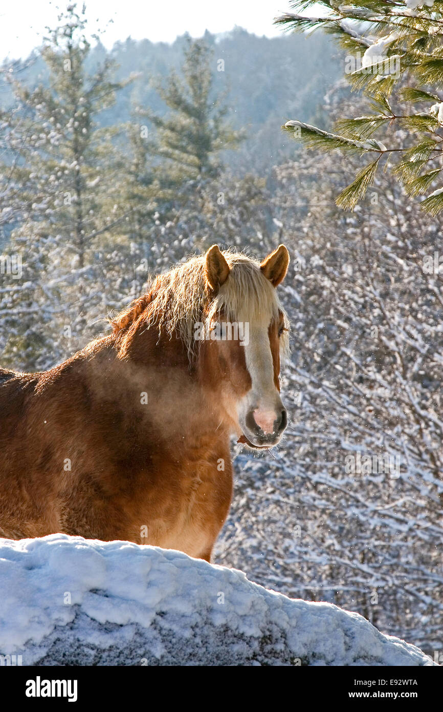 Cheval de Trait Belge dans la neige Banque D'Images
