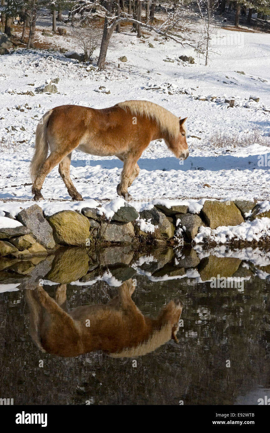 Cheval de Trait Belge marche dernières reflet dans l'étang en hiver neige Banque D'Images