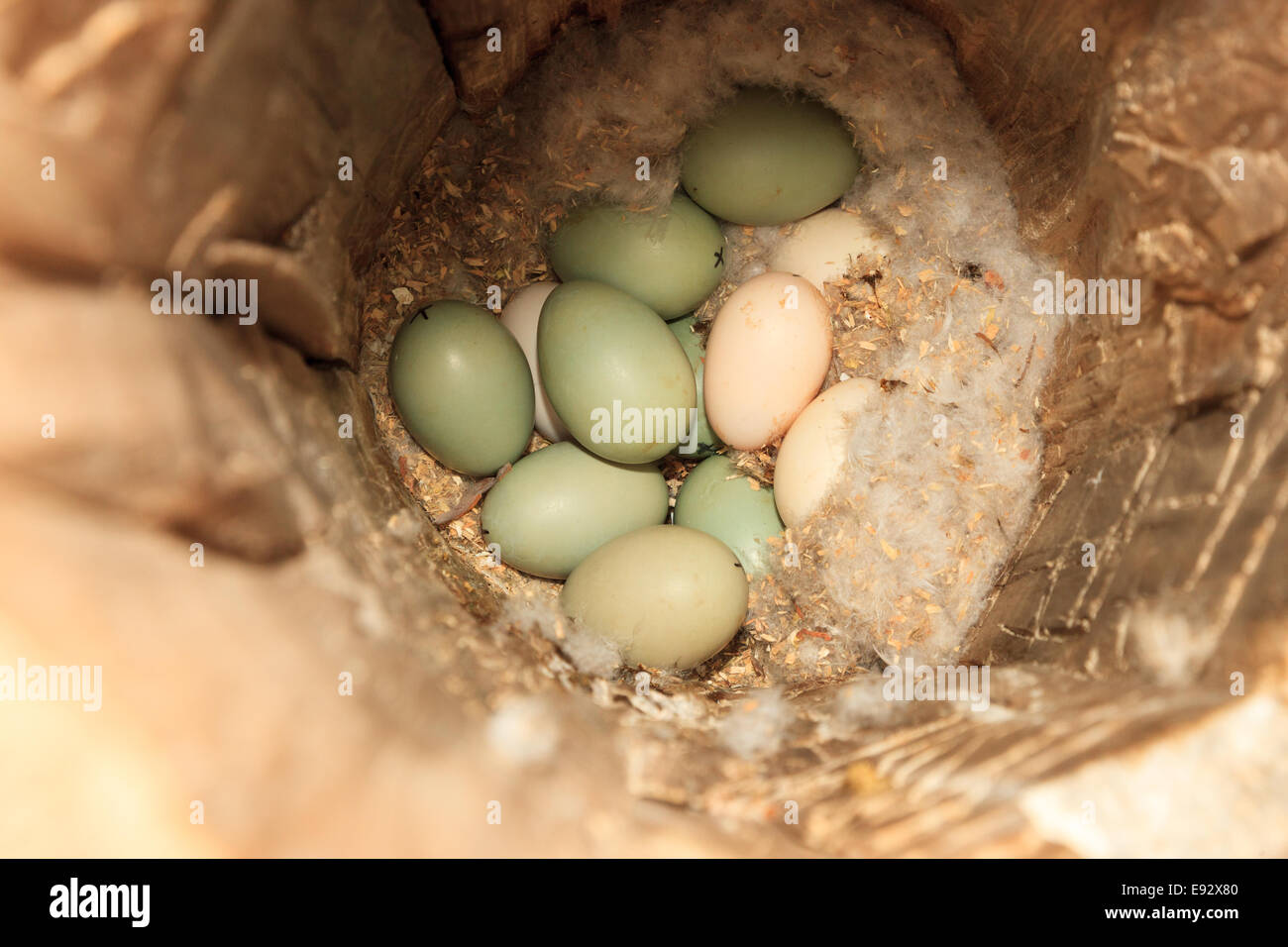 Bucephala clangula, Garrot. La photo a été prise dans le golfe de Kandalakcha la Mer Blanche. La Russie, région de Mourmansk. Isl Banque D'Images