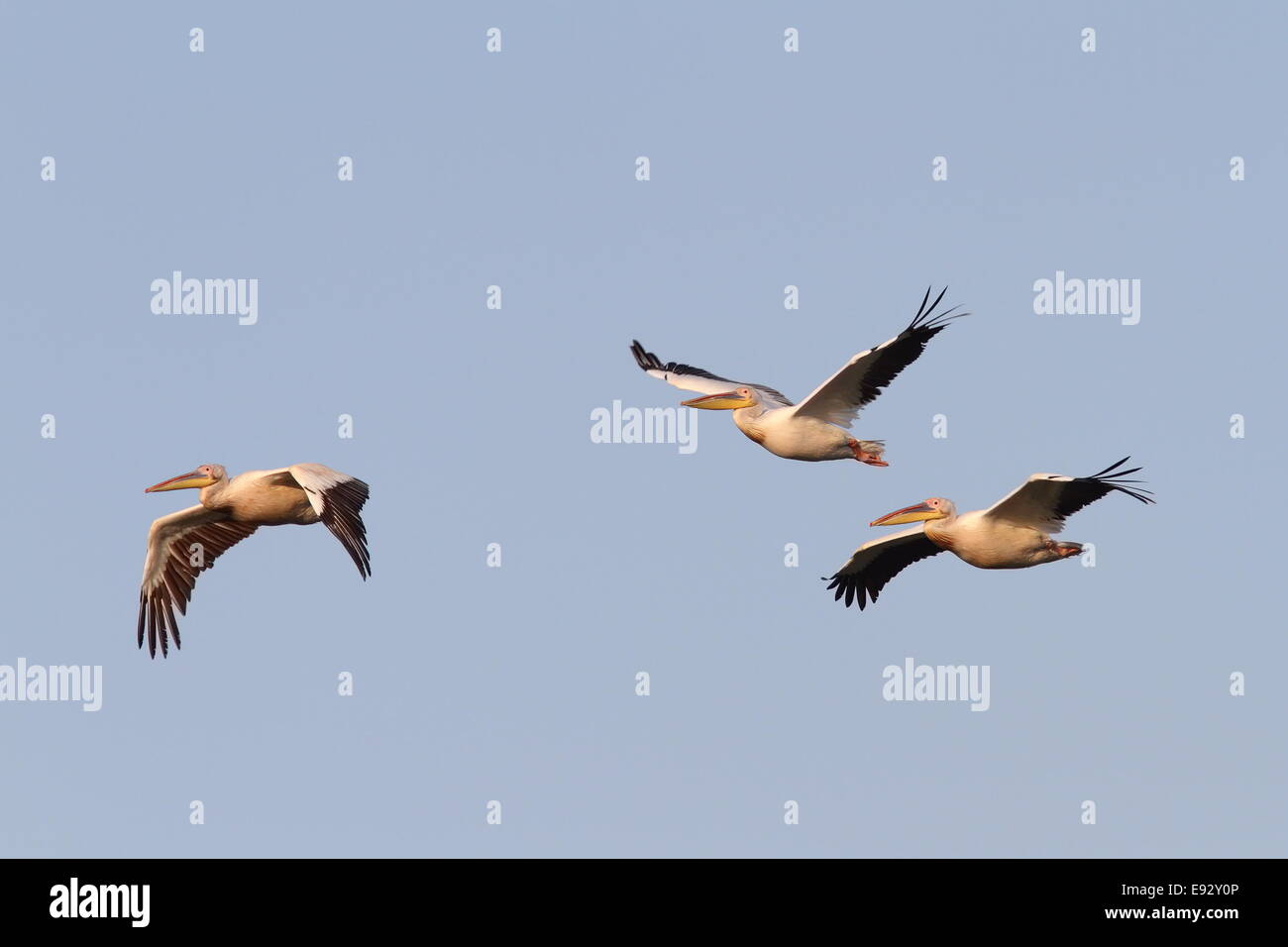 De grands pélicans ( Pelecanus onocrotalus ) volant en formation au-dessus du ciel Banque D'Images