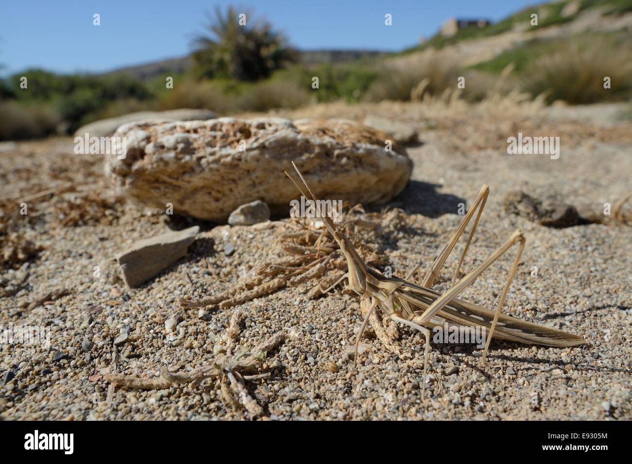 Les femmes font face oblique / grand nez à nez long / sauterelle (Truxalis nasuta) bien camouflée sur le sable près de la côte, Crète, Grèce Banque D'Images