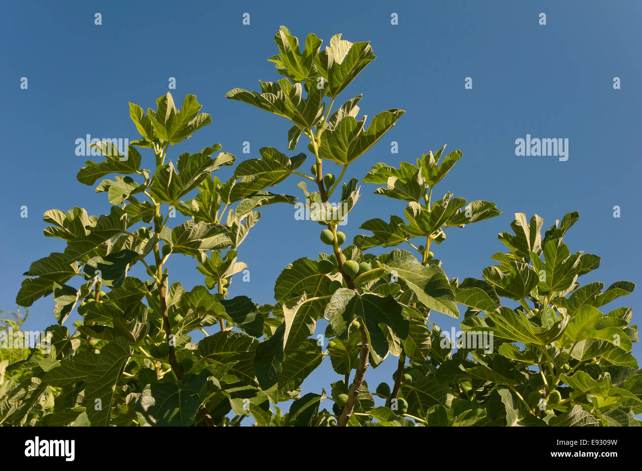 Ficus carica - figuier commun, branche, Brenes, province de Séville, Andalousie, Espagne, Europe Banque D'Images