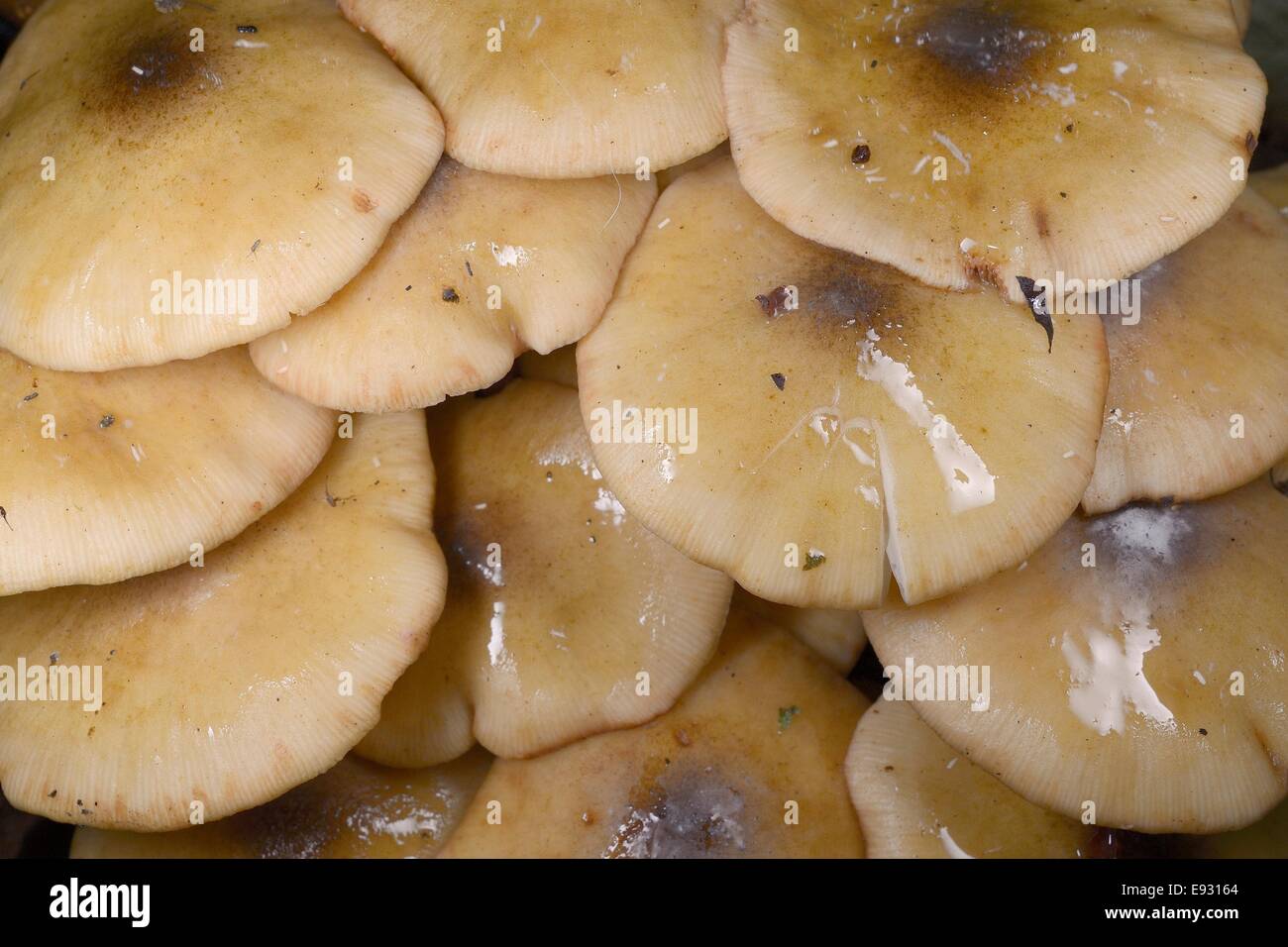 Close up de miel (champignon Armillaria mellea) touffe de plus en plus parmi les feuilles mortes dans les forêts, Gloucestershire, Royaume-Uni. Banque D'Images