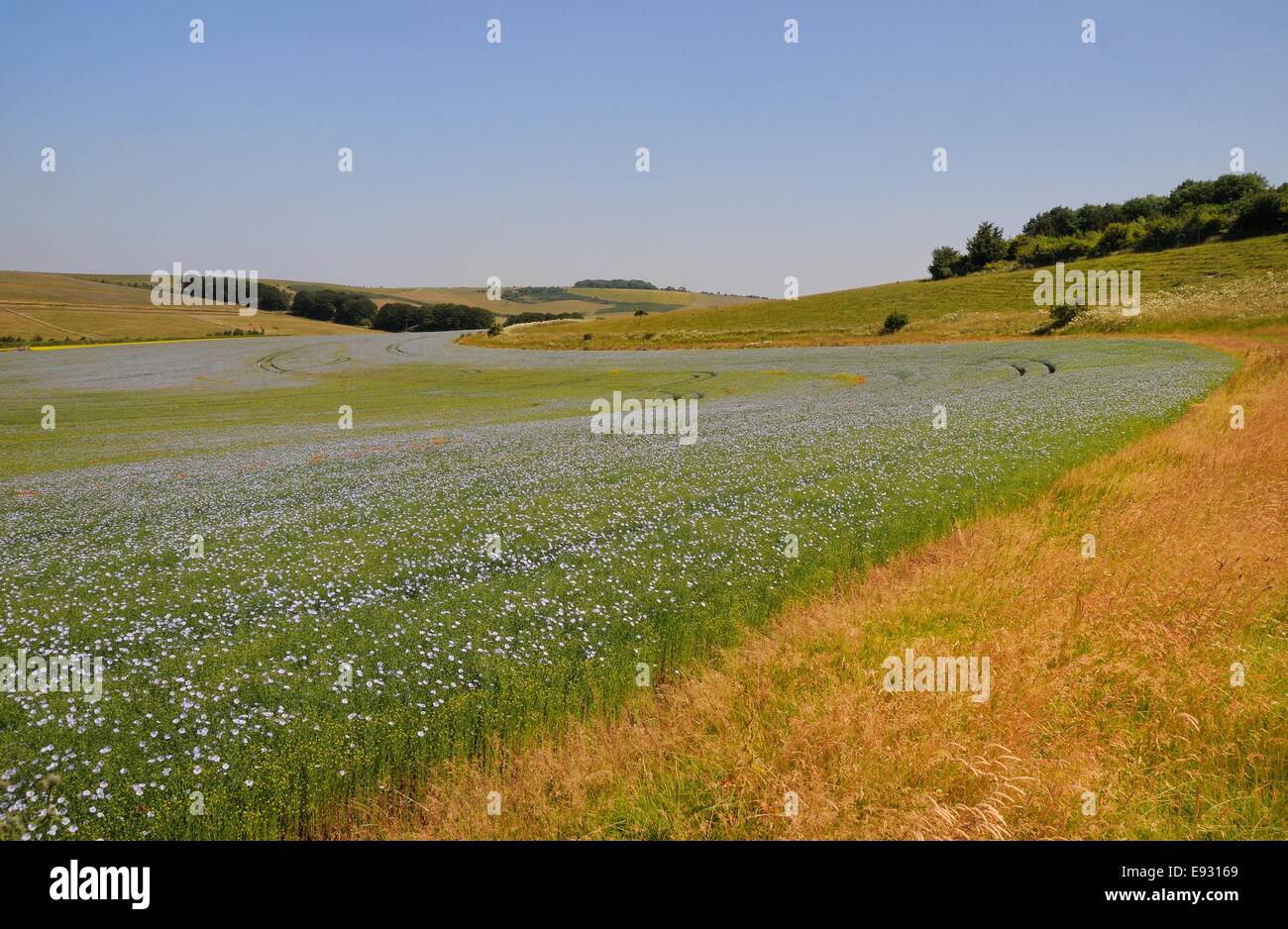 La floraison des cultures de lin (Linum usitatissimum) avec les courroies d'arbre et le Ridgeway en arrière-plan, Marlborough Downs, Wiltshire. Banque D'Images