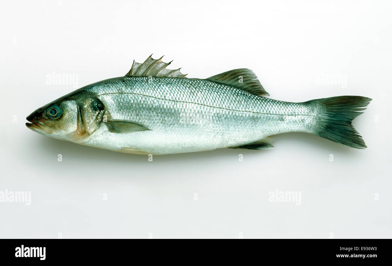 SEA BASS SUR UN LIVRE BLANC DE L'ARRIÈRE-PLAN AVEC UNE OMBRE HOLDING Banque D'Images