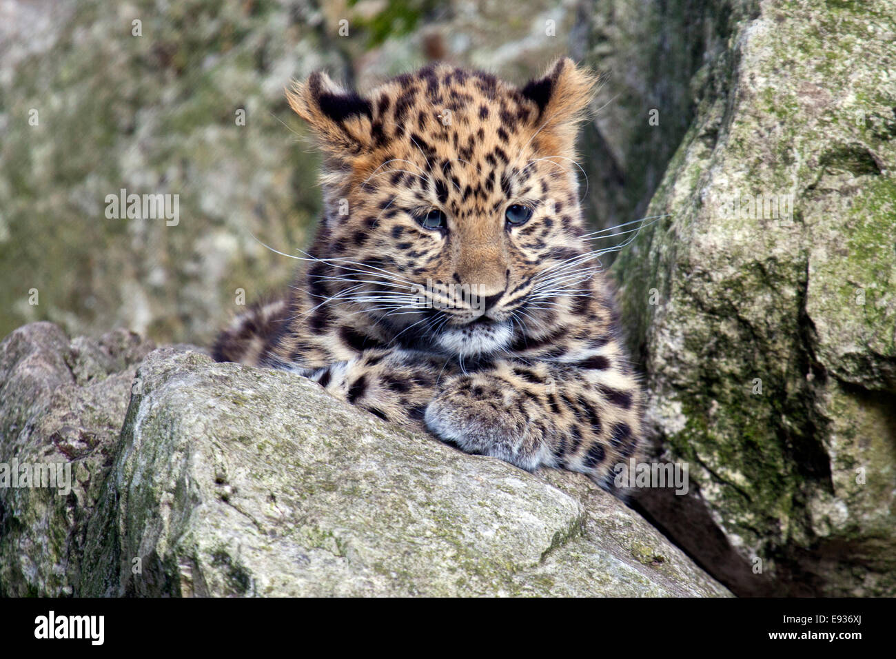 Une panthère cub assis dans les rochers Banque D'Images
