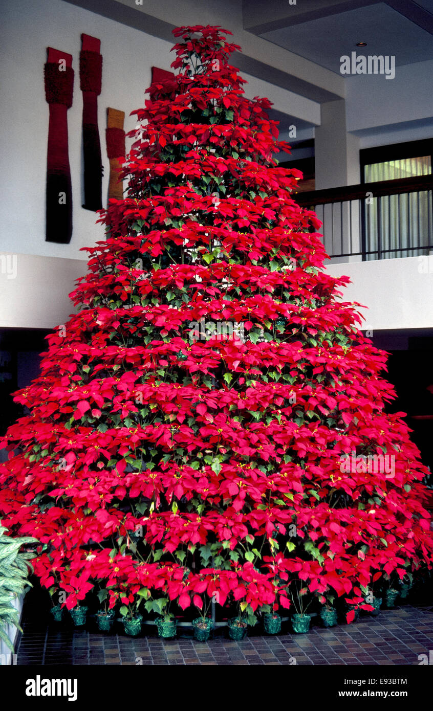 Un arbre de Noël avec des douzaines de plantes poinsettia rouge vif vivre  décore le hall d'un hôtel à Honolulu sur l'île d'Oahu à Hawaii, USA. Dans  les îles Hawaï et d'autres