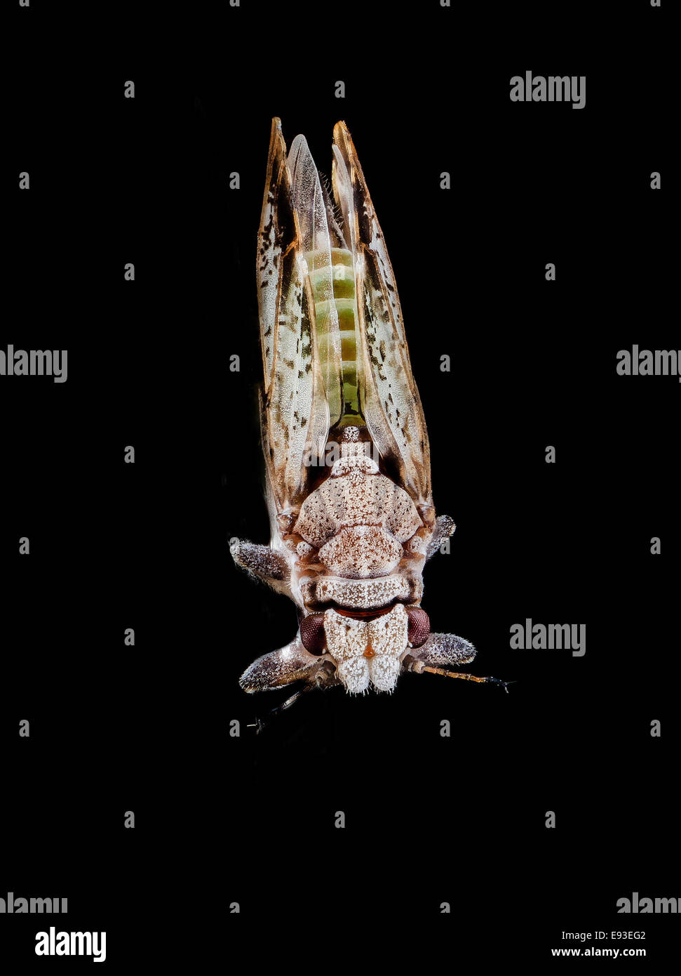 Cette image montre le psyllide des agrumes (Diaphorina citri), un ravageur majeur connu pour propager la maladie du verdissement des agrumes. Capturé à Fort Detrick, l'insecte est une menace agricole importante, affectant les cultures d'agrumes dans le monde entier et contribuant aux pertes de cultures aux États-Unis Banque D'Images