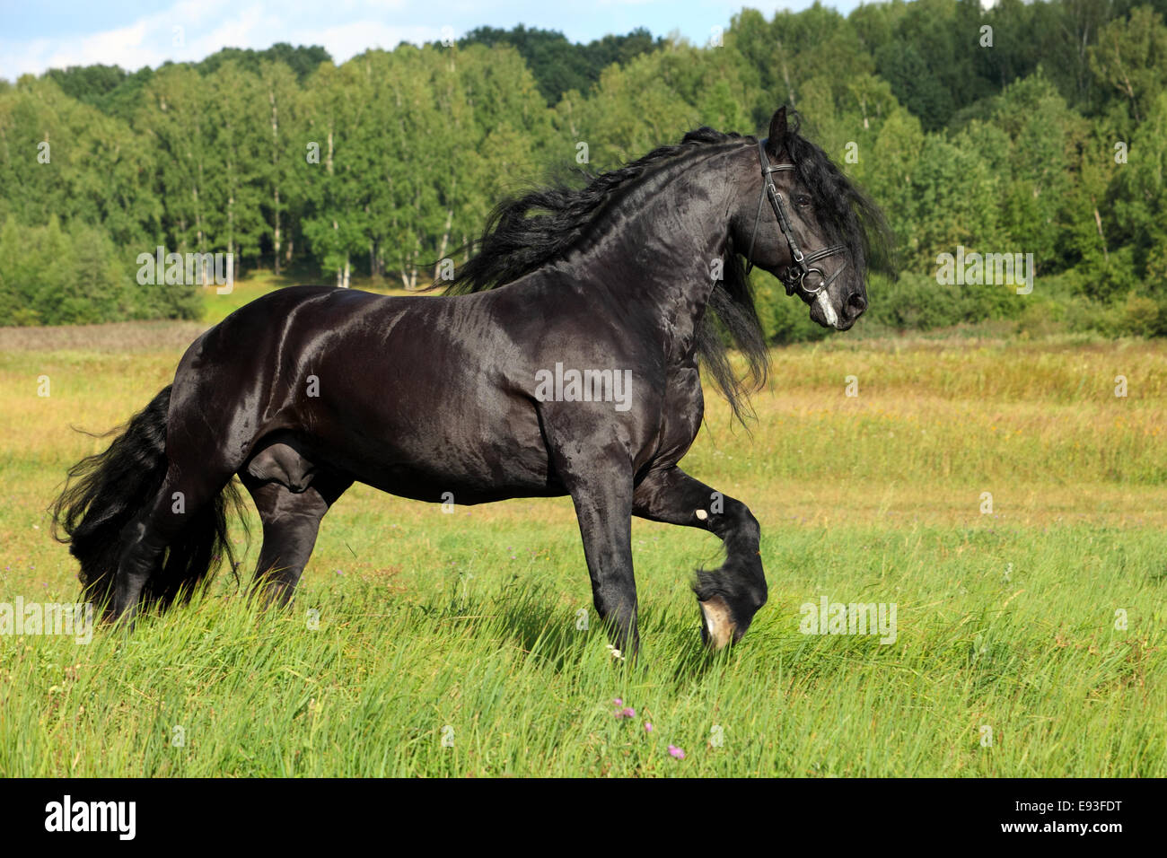 Cheval frison noir en été meadow Banque D'Images