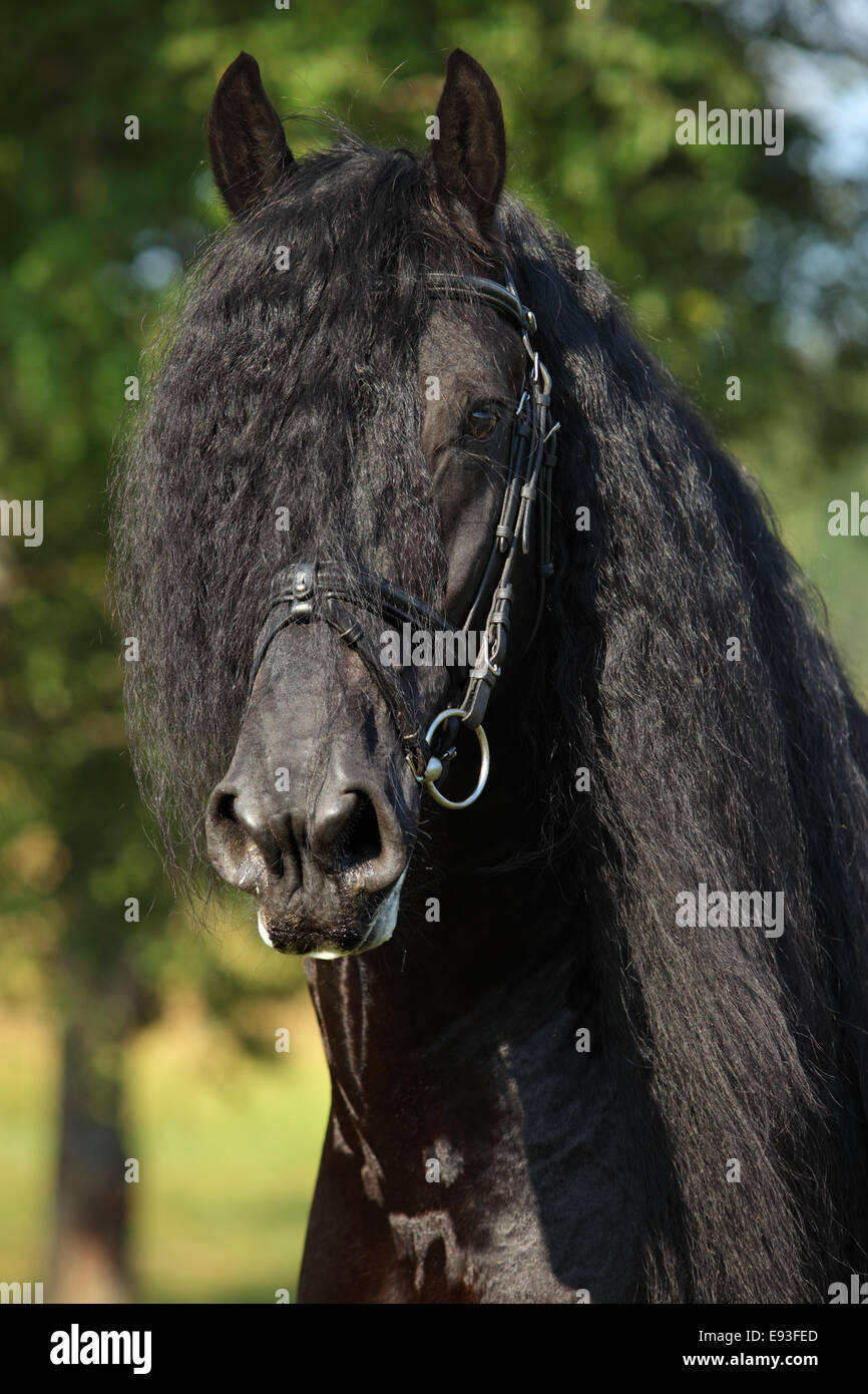 Cheval frison noir portrait d'étalon en été Banque D'Images
