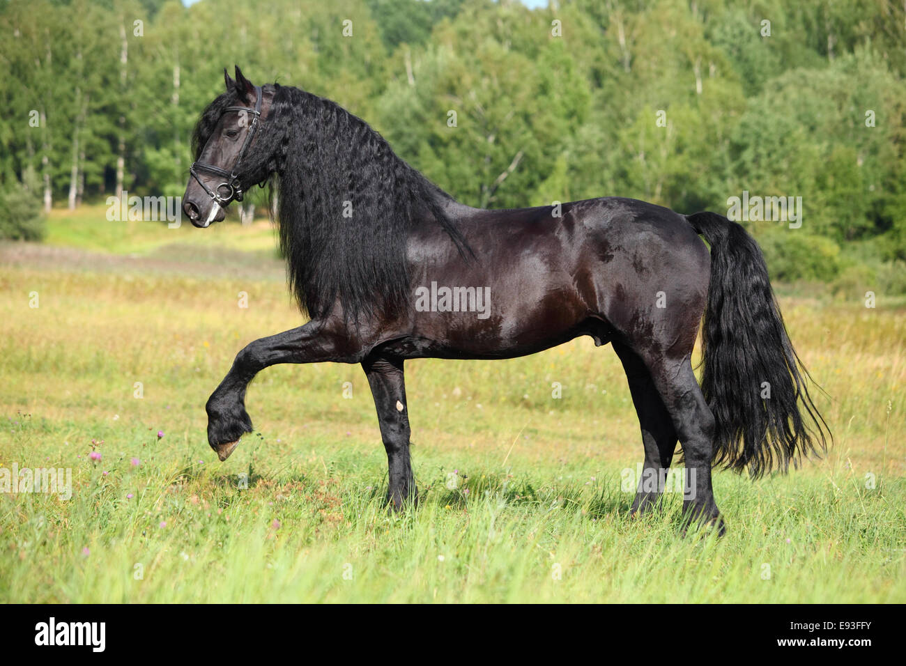 Cheval Frison Noir Dans Les Champs D Ete Photo Stock Alamy Cheval Frison Noir Dans Les Champs D Ete Photo Stock Alamy