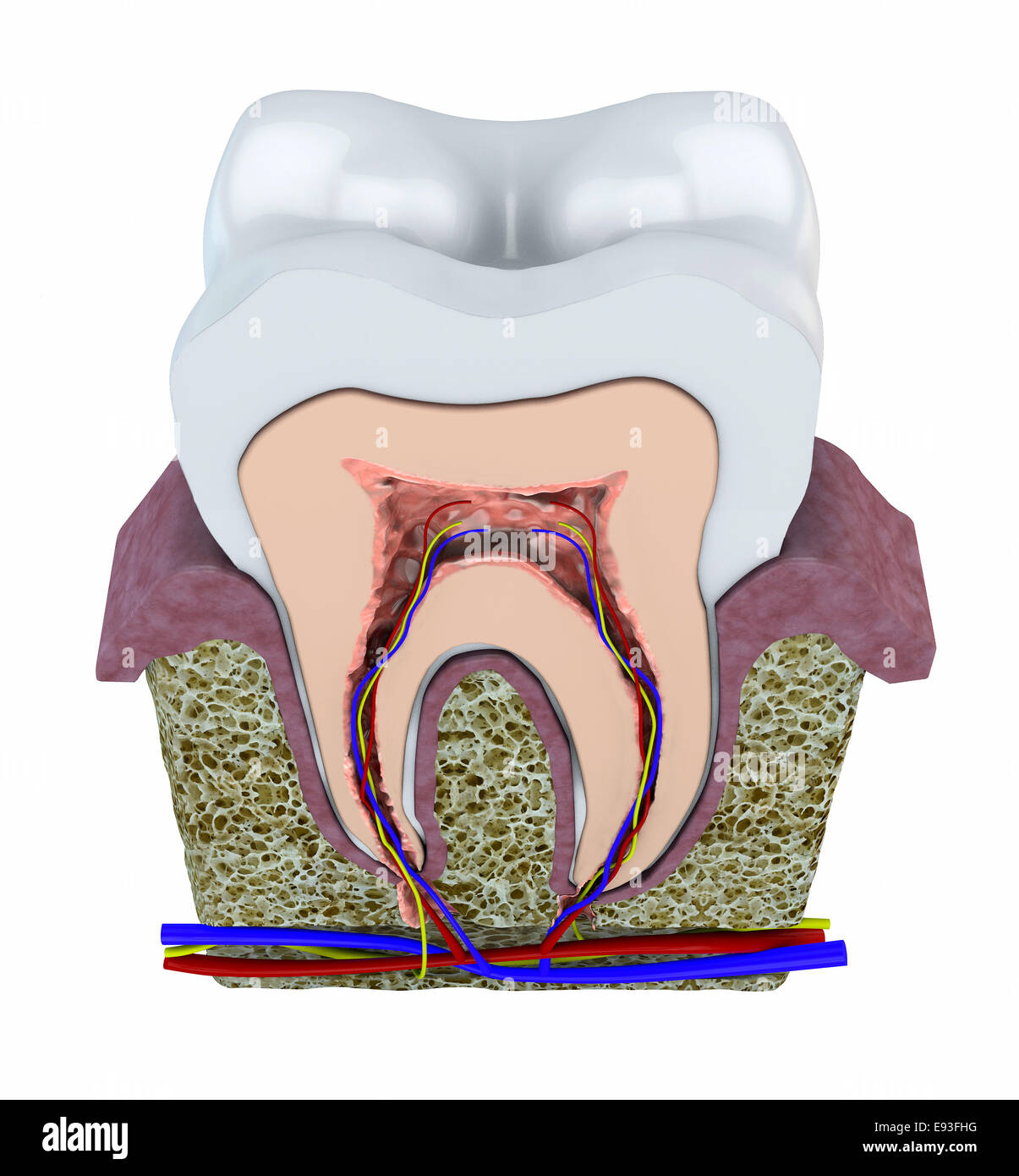 La structure de la dent isolated on white Banque D'Images