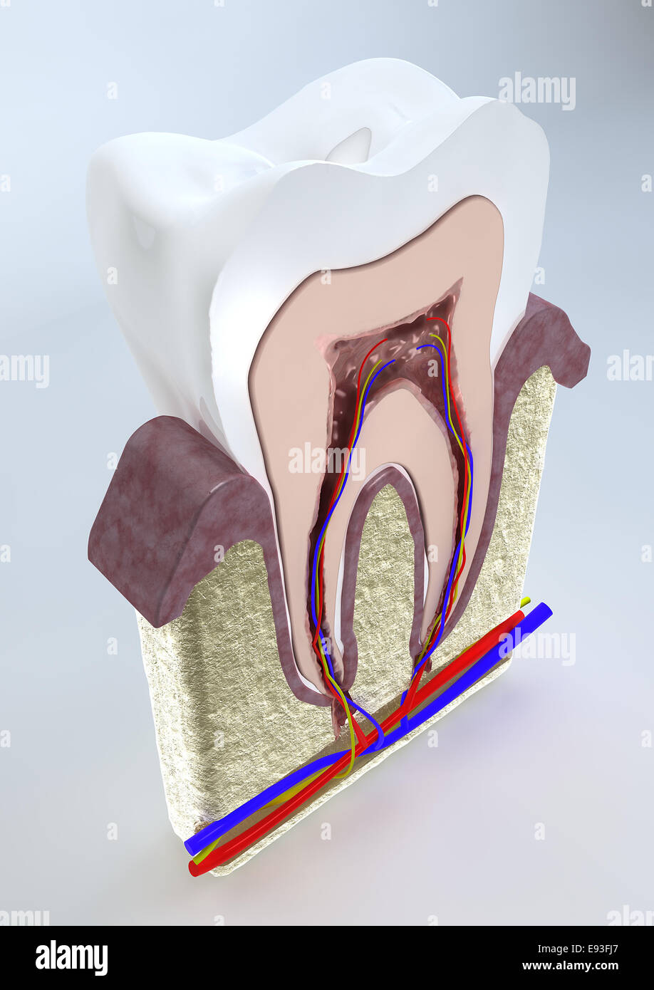 La structure de la dent isolated on white Banque D'Images