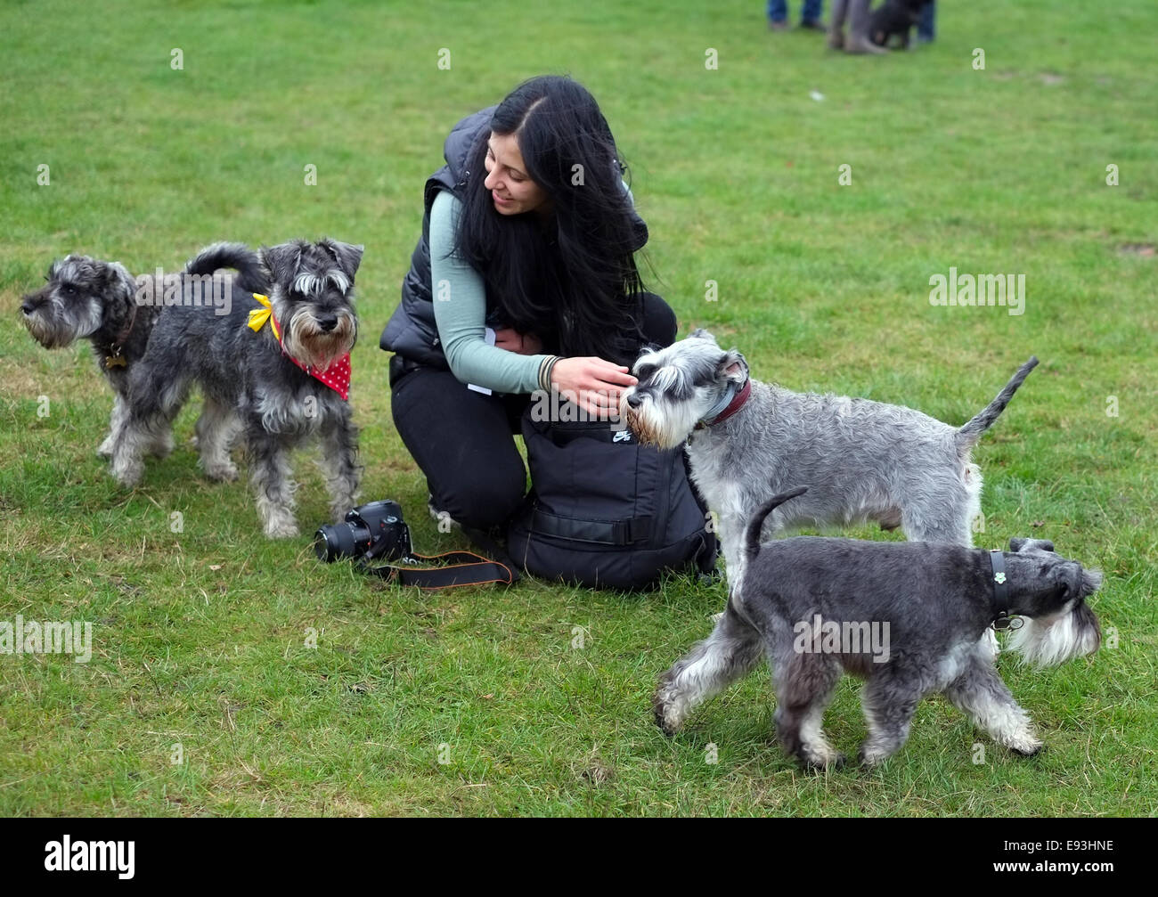 Schnauzer nain Dog Walk, London, Londres, Royaume-Uni Banque D'Images