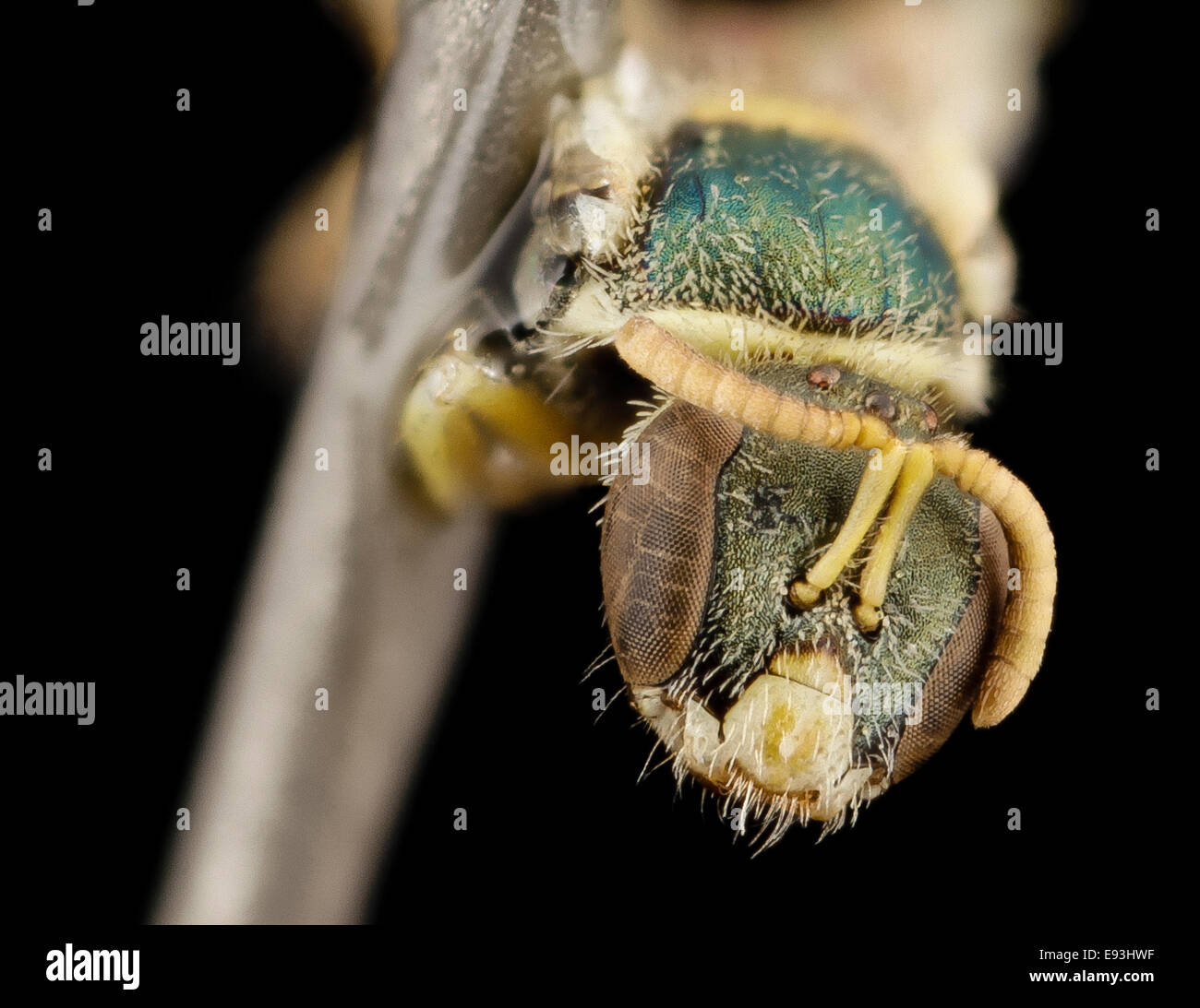 Nomioides,jolie petite abeille, aile f, le Kirghizistan, le visage 2014-08-10-091721 ZS PMax 15438820531 o Banque D'Images