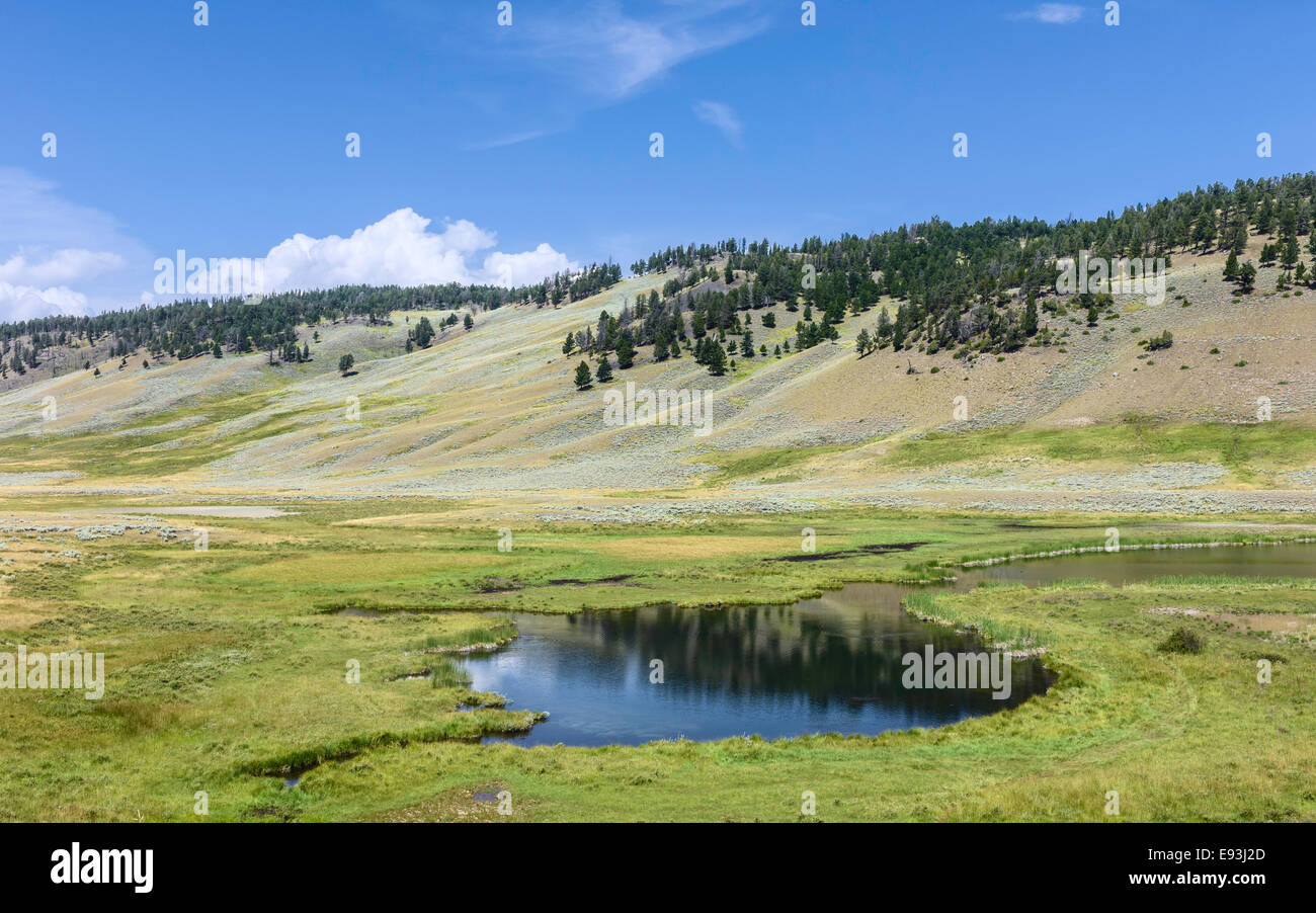 Étang d'eau douce entourée de flancs de colline bordée de pins sur un beau matin d'été près de West Yellowstone, Wyoming, USA. Banque D'Images