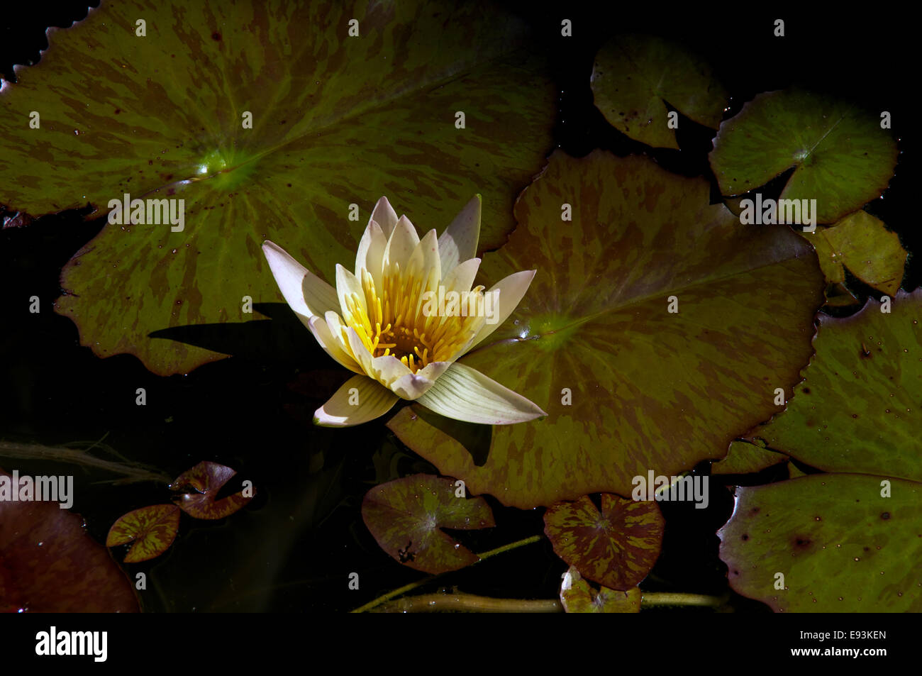 Une Fleur De Lotus Jaune Est Entièrement Ouvert Sous Le