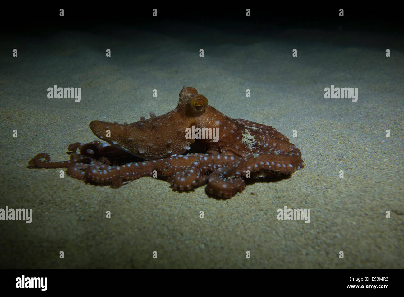 À Taches blanches de l'Atlantique, octopus Octopus macropus, déménagement dans le sable dans la mer Méditerranée à Golden Bay (Malte). Banque D'Images