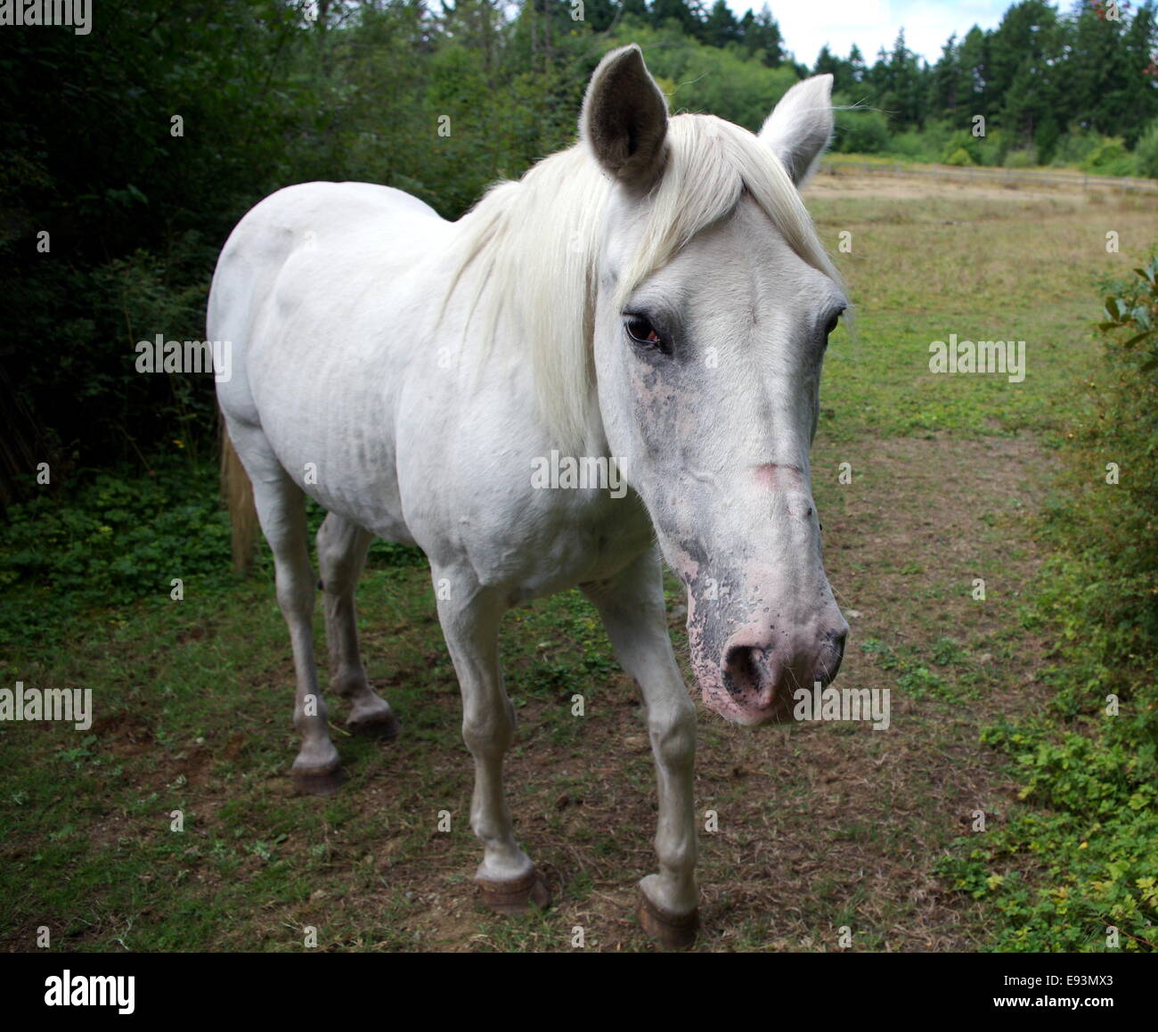 Photographie d'un cheval blanc. Banque D'Images