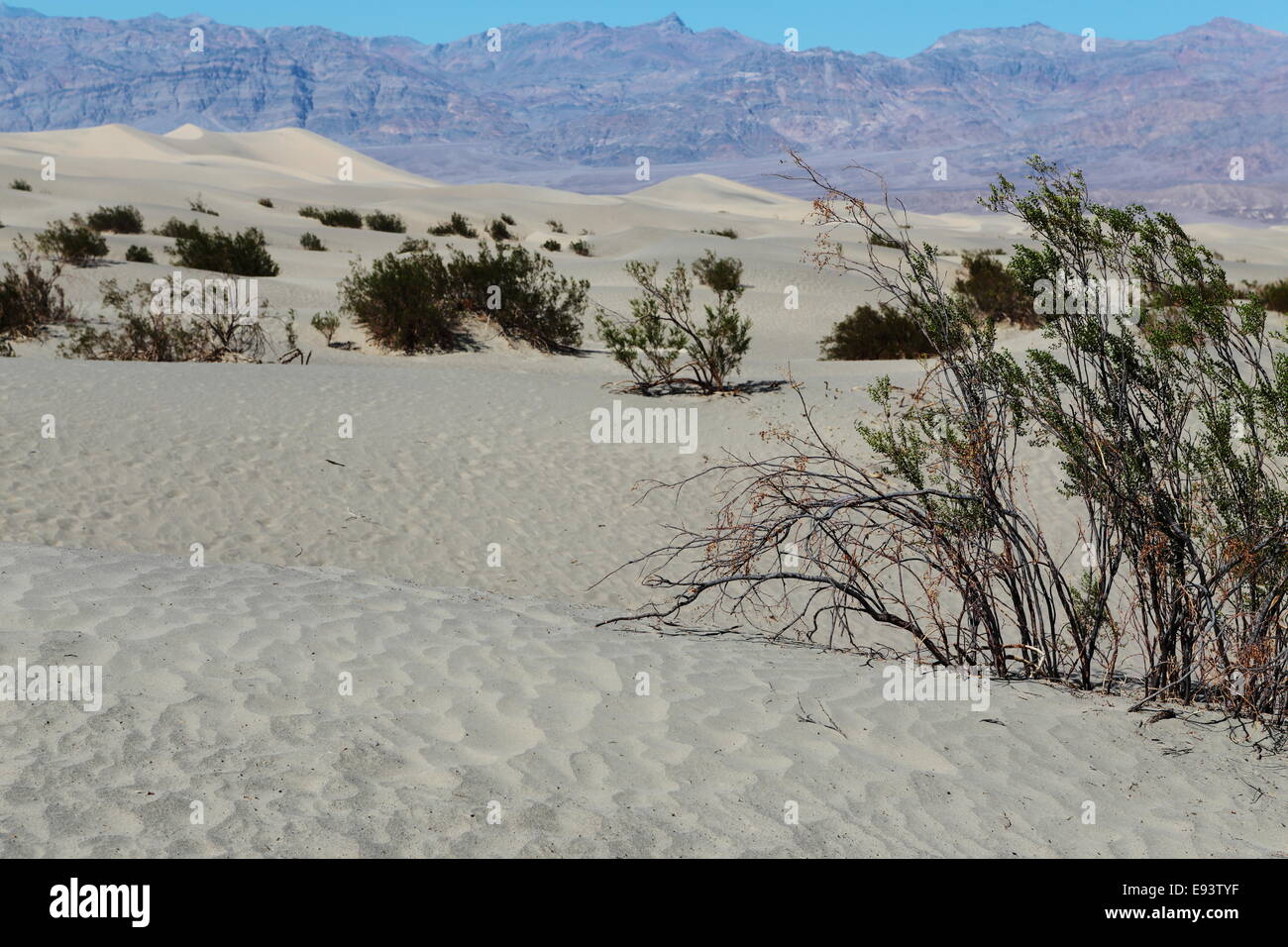 Mesquite sand dunes, vallée de la mort Banque D'Images