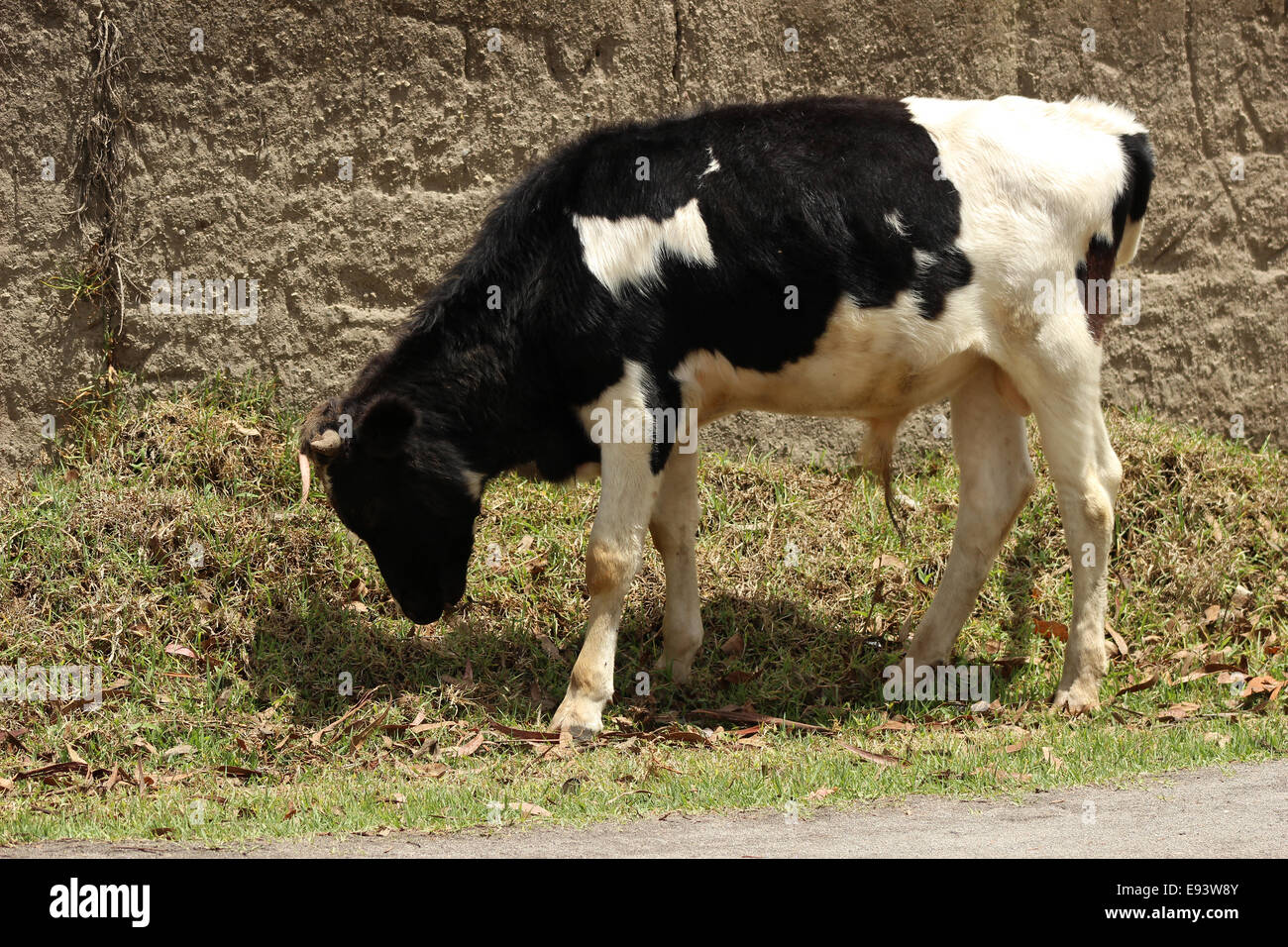 Une vache Holstein dans un pâturage des agriculteurs dans une ferme à Cotacachi (Équateur) Banque D'Images