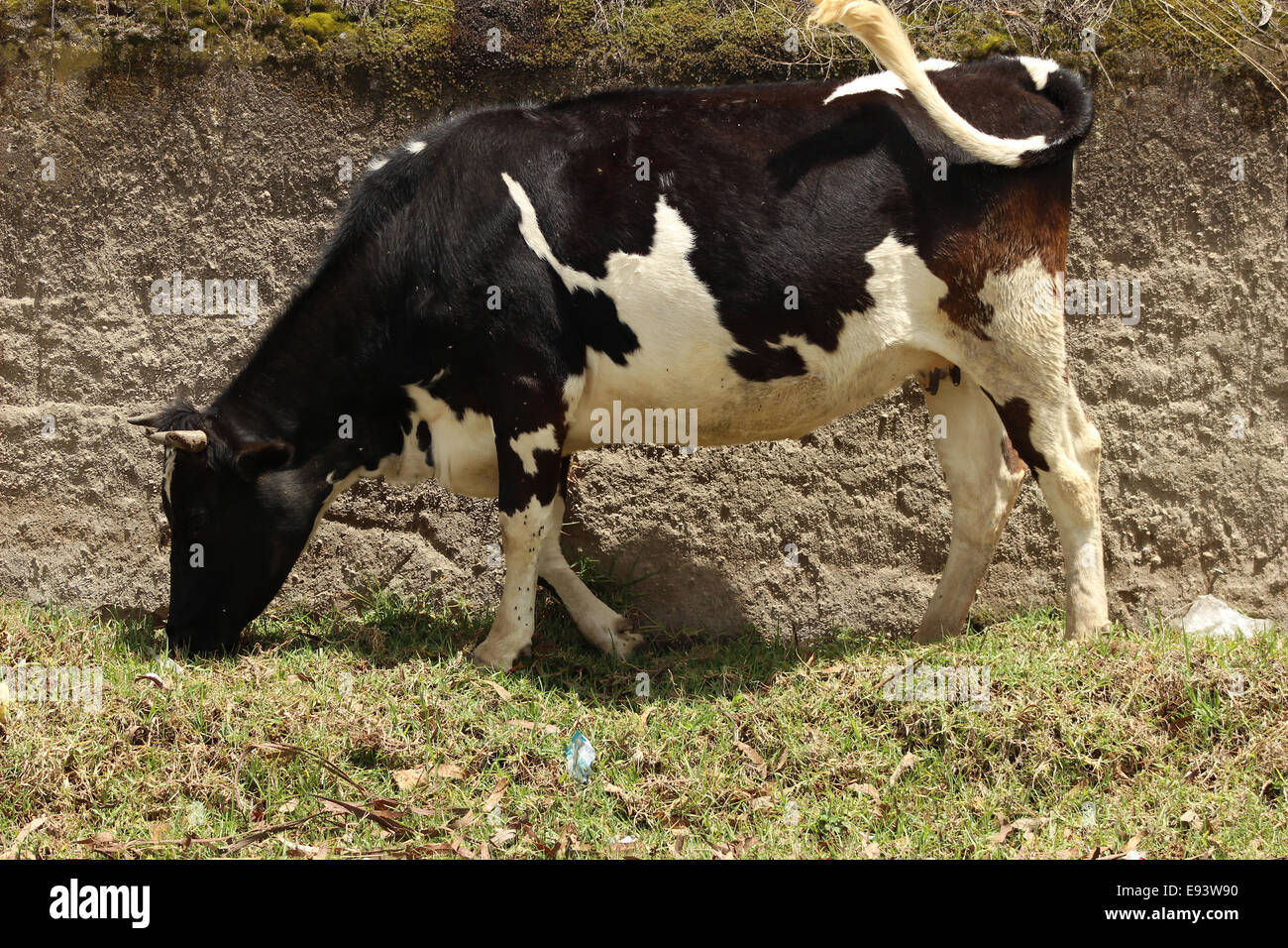 Une vache Holstein dans un pâturage des agriculteurs dans une ferme à Cotacachi (Équateur) Banque D'Images