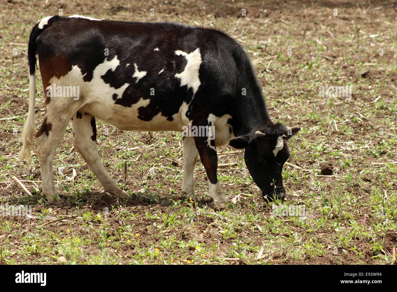 Une vache Holstein dans un pâturage des agriculteurs dans une ferme à Cotacachi (Équateur) Banque D'Images