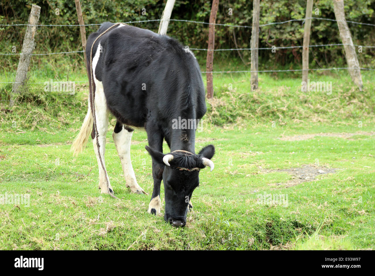 Une vache Holstein dans un pâturage des agriculteurs dans une ferme à Cotacachi (Équateur) Banque D'Images