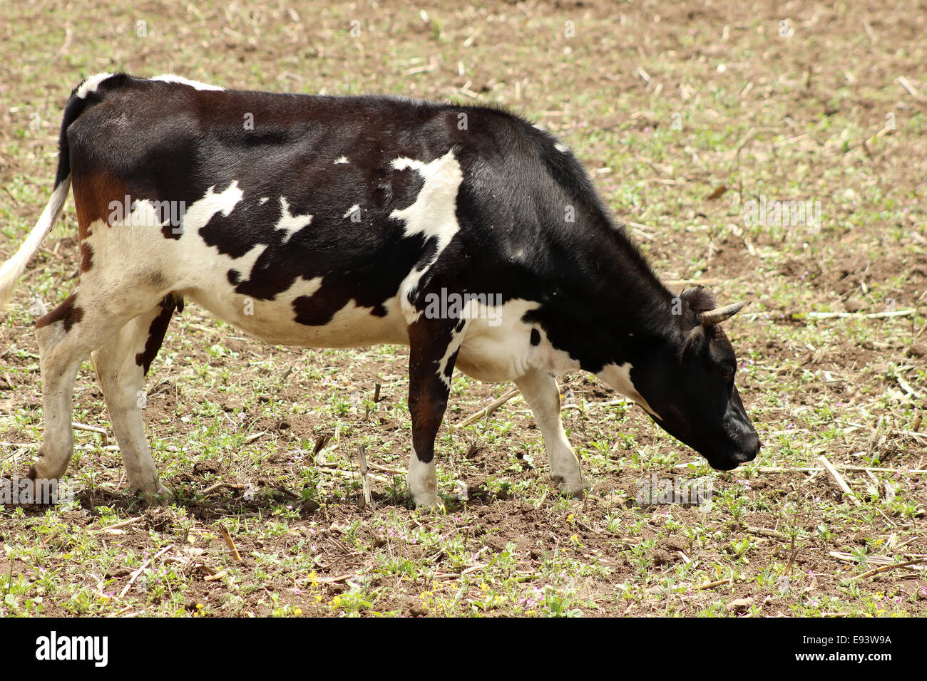 Une vache Holstein dans un pâturage des agriculteurs dans une ferme à Cotacachi (Équateur) Banque D'Images