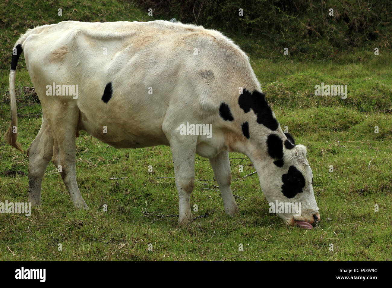 Une vache Holstein dans un pâturage des agriculteurs dans une ferme à Cotacachi (Équateur) Banque D'Images