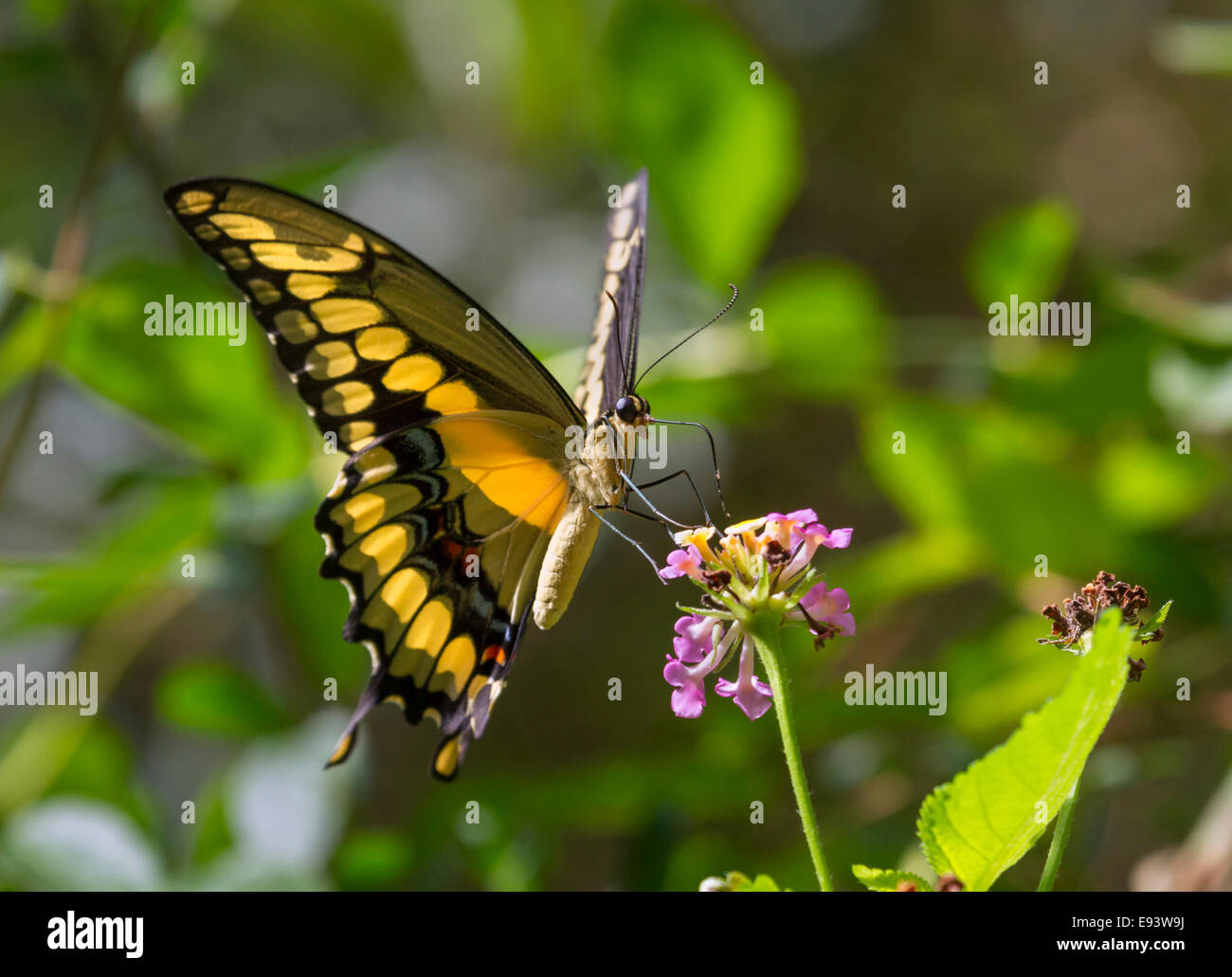 Le roi Thoas ou Swallowtail Papilio thoas) se nourrissant de lantana. Île haute, Texas, USA. Banque D'Images