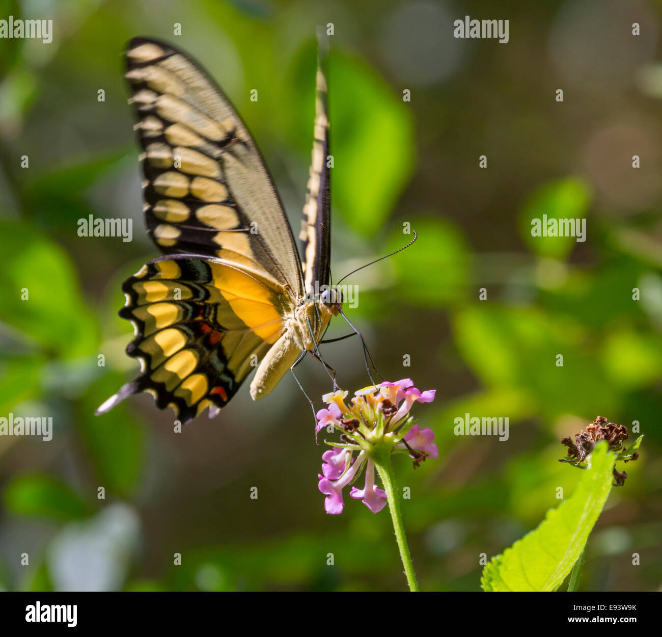 Le roi Thoas ou Swallowtail Papilio thoas) se nourrissant de lantana. Île haute, Texas, USA. Banque D'Images