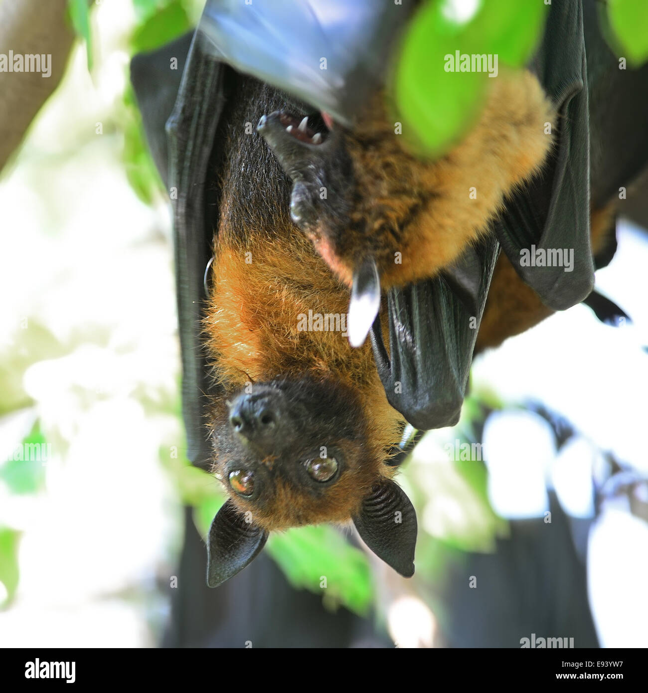 Grande chauve-souris, pendaison Flying Fox (Pteropus vampyrus) dans nature background Banque D'Images