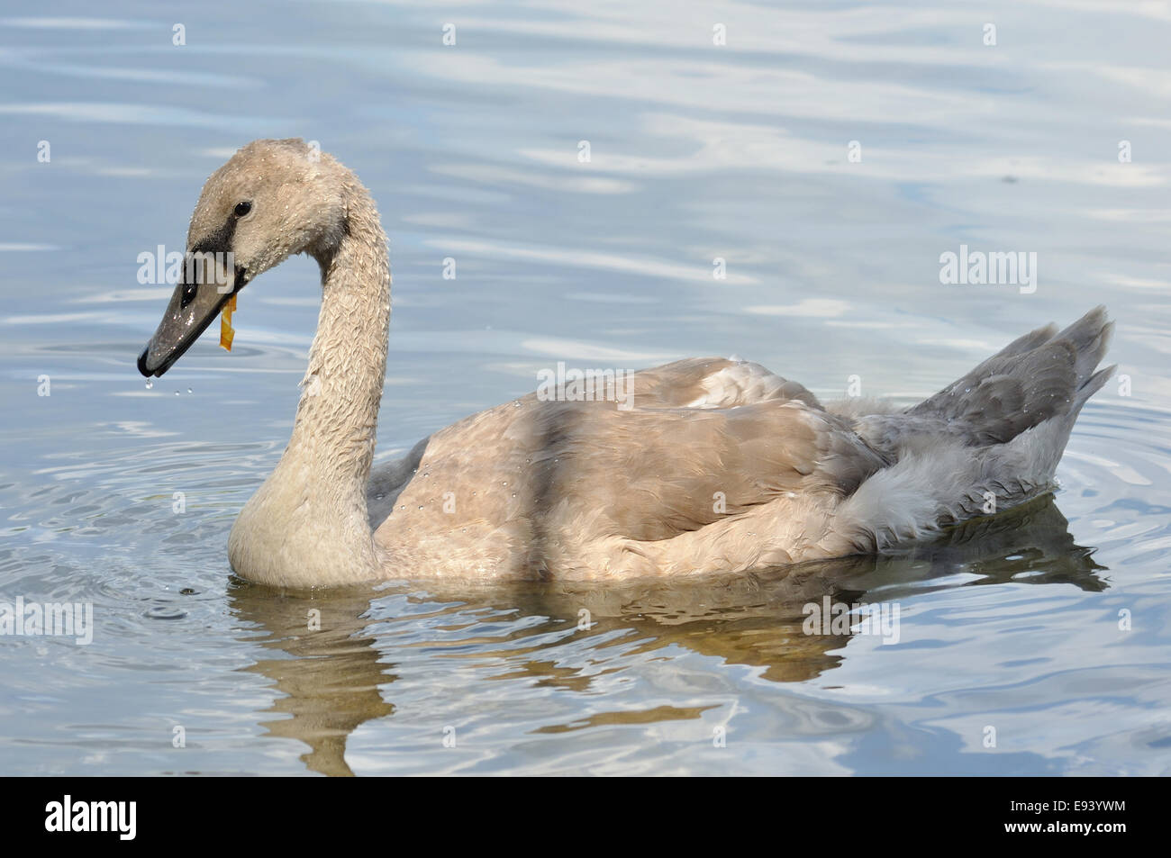 Bébé gris cygne sur l'eau du lac Banque D'Images