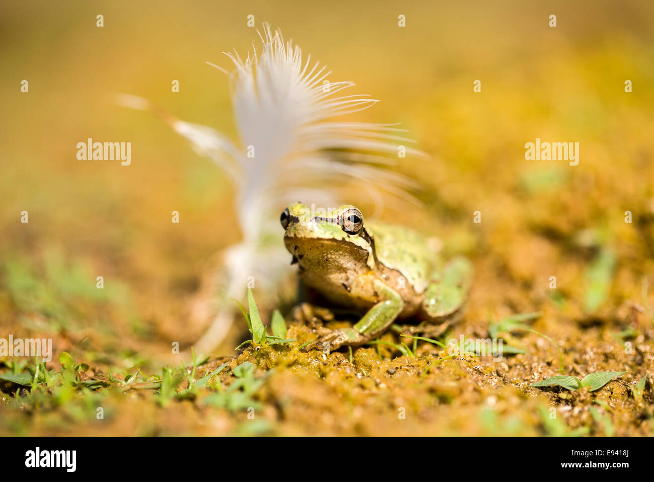 European tree frog (Hyla arborea) près de l'eau photographié en Israël en Septembre Banque D'Images