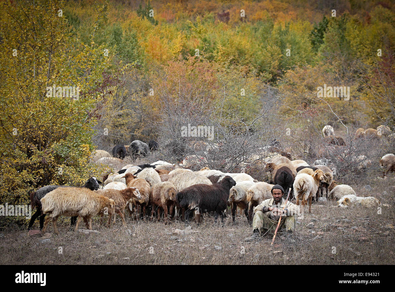 Province de Mazandaran, Iran. 18 Oct, 2014. Un berger est assis à côté de ses brebis dans un petit village de province de Mazandaran, le nord de l'Iran, le 18 octobre 2014. © Xinhua/Alamy Live News Banque D'Images