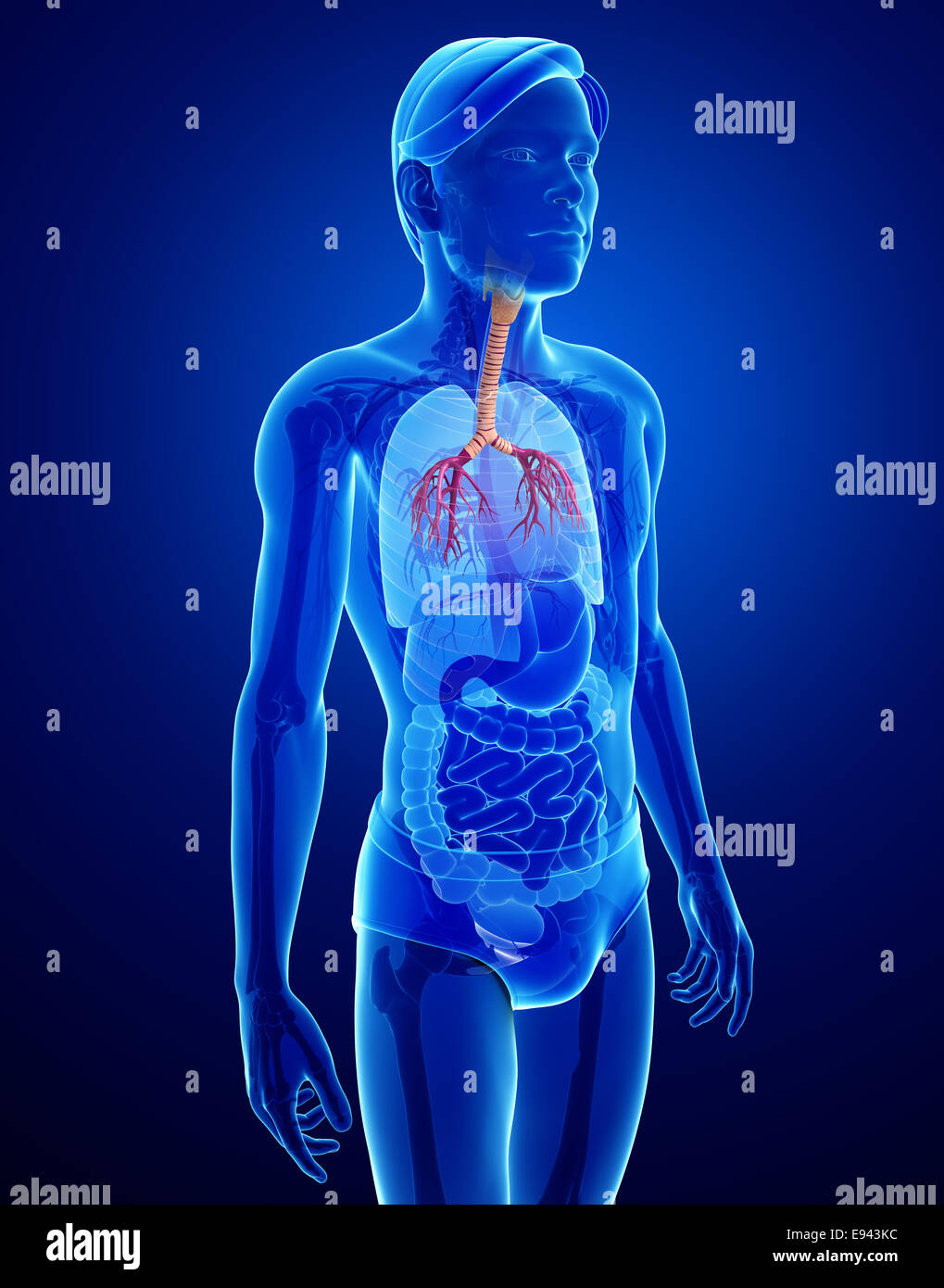 Illustration de l'homme anatomie de la gorge Banque D'Images