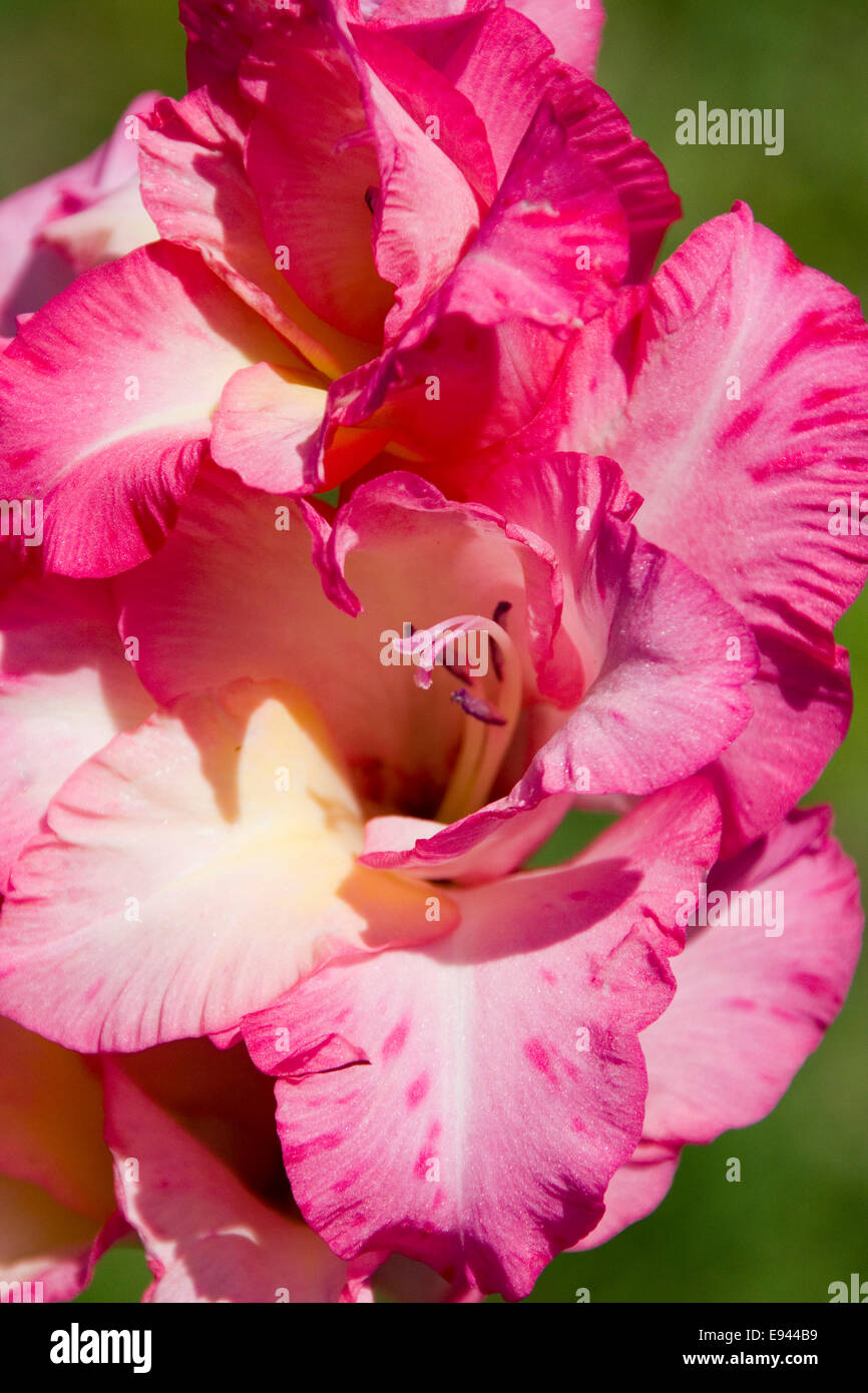 Glaïeuls fleur rose Banque D'Images