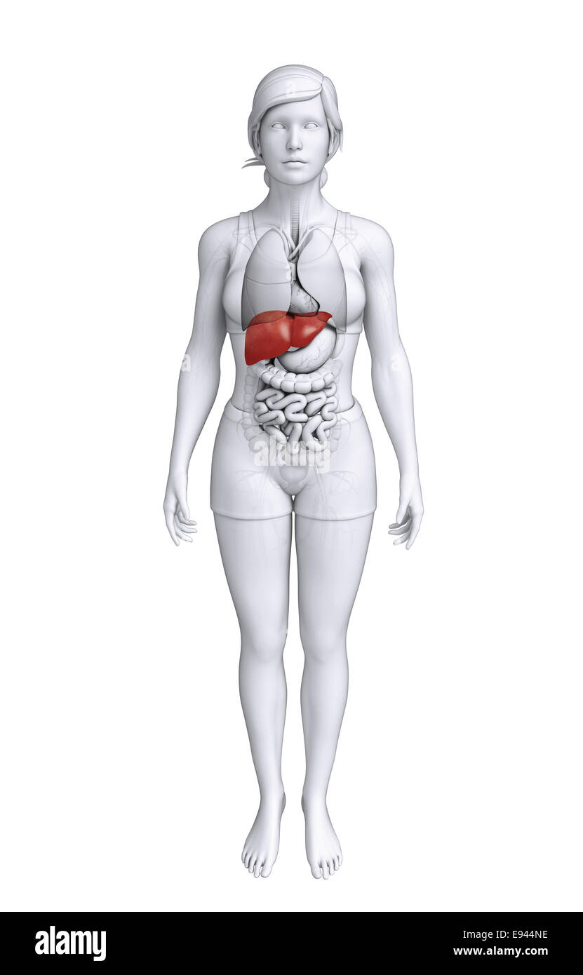 Illustration de l'anatomie du foie femelle Banque D'Images