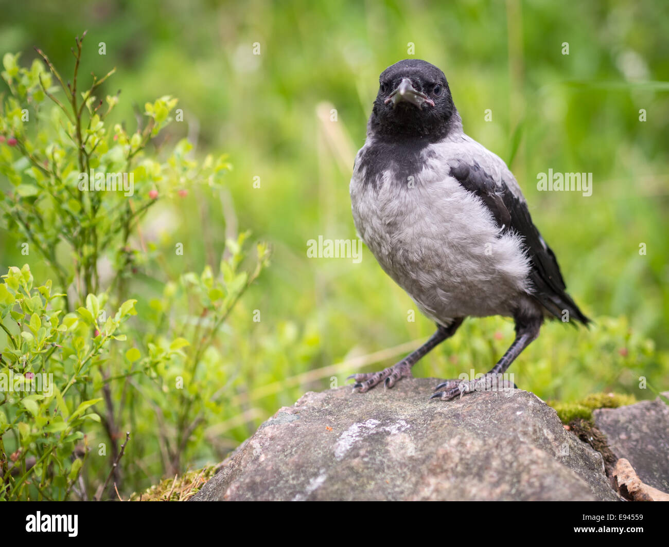 Jeunes à crow chick debout sur une pierre. La Hooded Crow (Corvus cornix) (appelé aussi Hoodiecrow) est une espèce d'oiseaux Banque D'Images