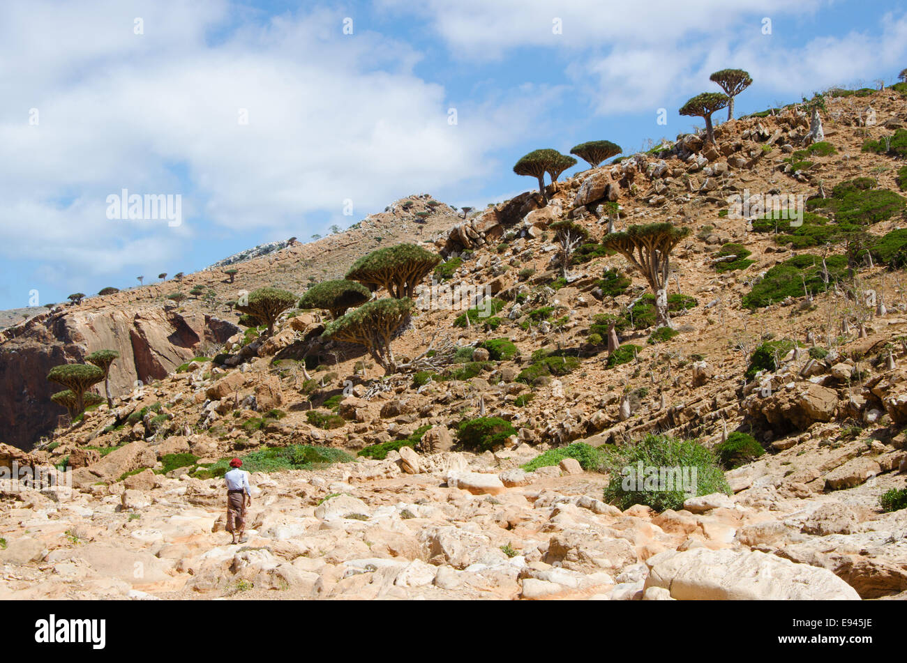 L'île de Socotra, au Yémen : un guide yéménite marche à travers le Sang de dragon dans la forêt arbres Plateau Homhil Banque D'Images