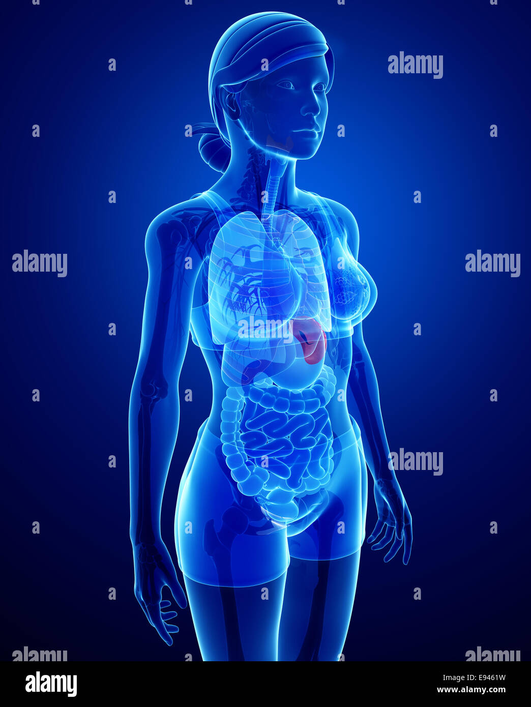 Illustration de l'anatomie de la rate femelle Banque D'Images