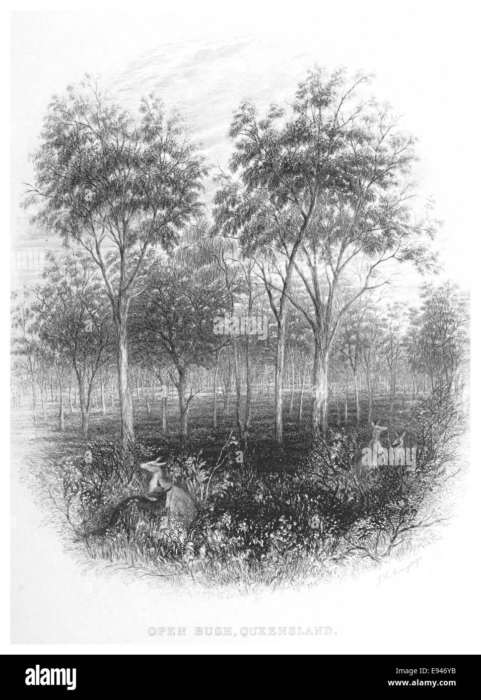 La page 267 de la publication Booth de 1873 présente une illustration de la brousse ouverte du Queensland, représentant le vaste paysage sauvage de l'Australie à la fin du XIXe siècle. Banque D'Images