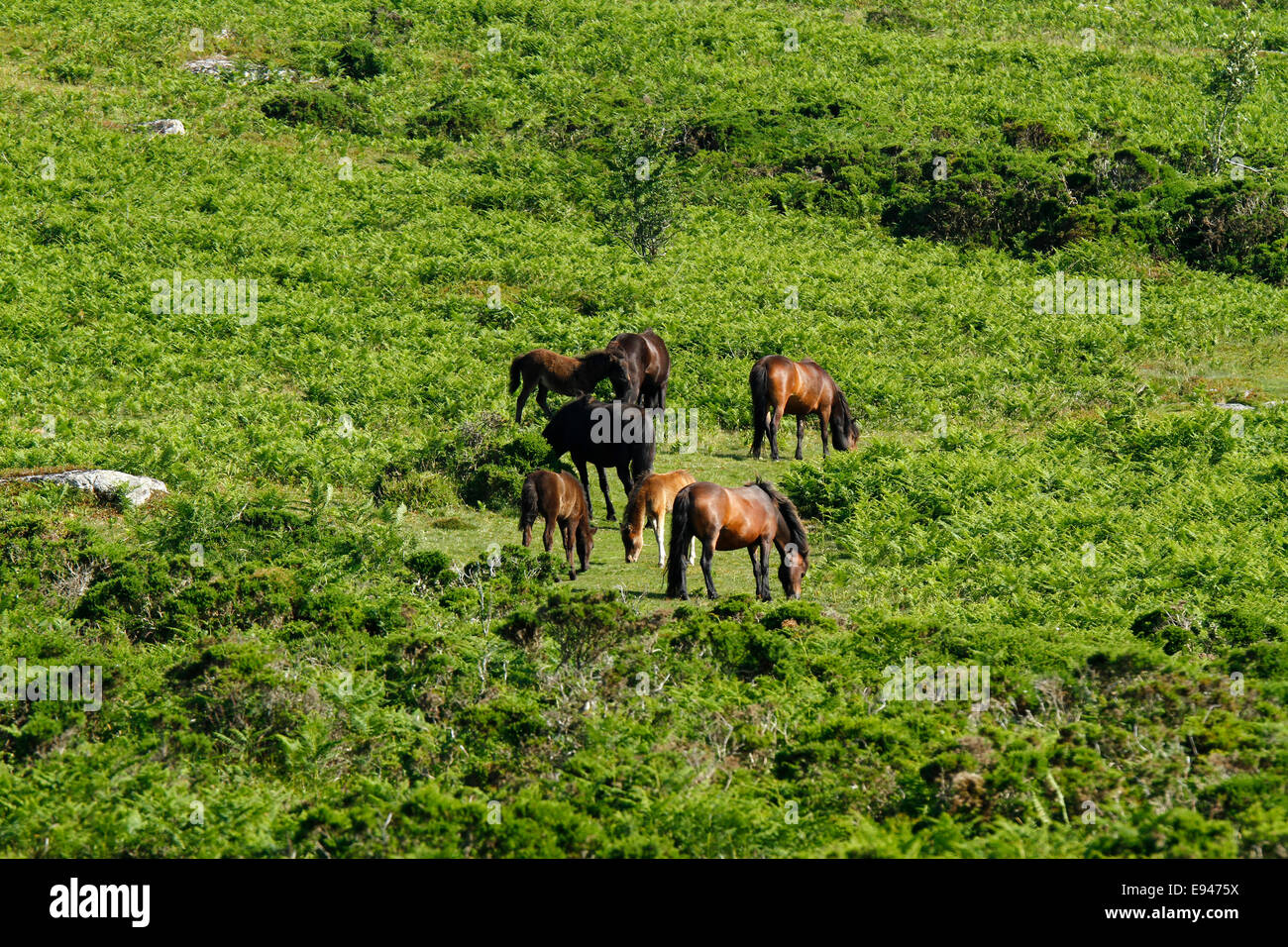 Poneys sauvages à Dartmoor, un troupeau de reproduction avec un étalon, des Juments et Poulains paître parmi la fougère fougère & couverts de lande Banque D'Images