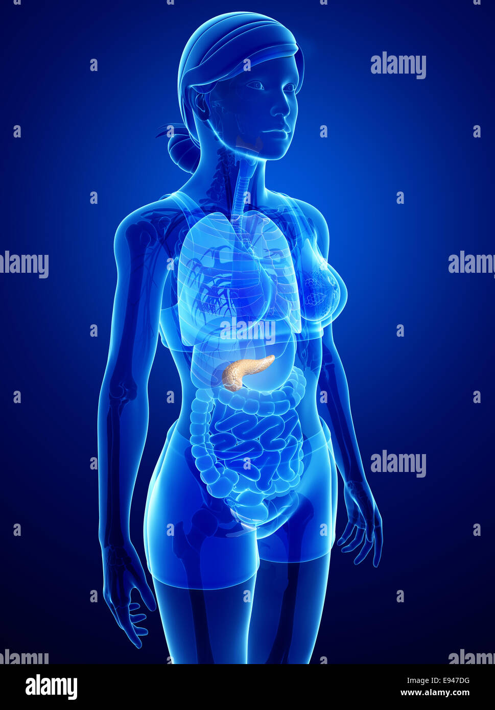 Illustration de l'anatomie du pancréas femelle Banque D'Images