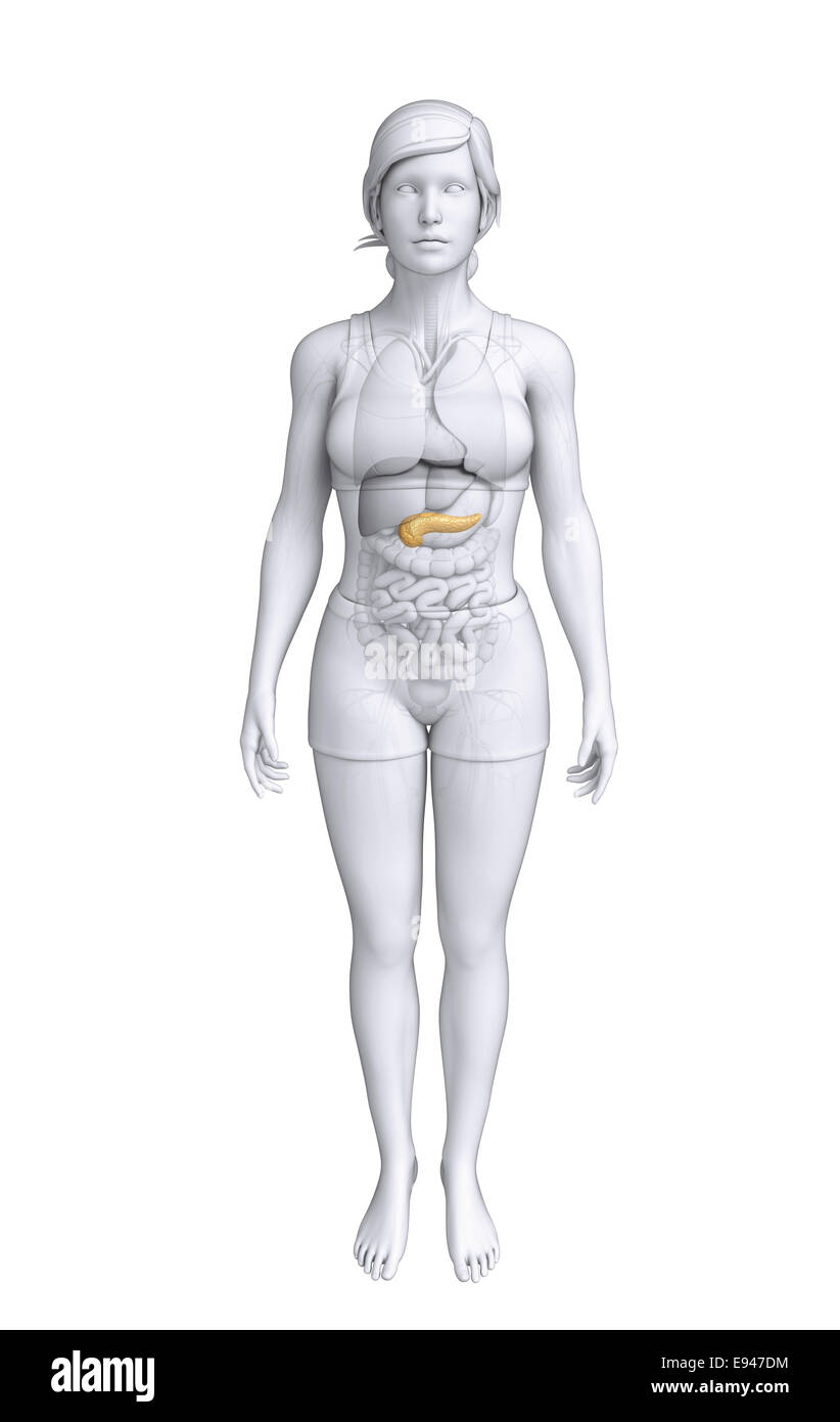 Illustration de l'anatomie du pancréas femelle Banque D'Images