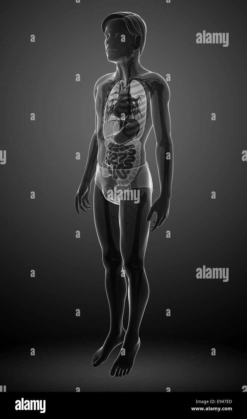 Illustration de x ray homme système digestif artwork Banque D'Images