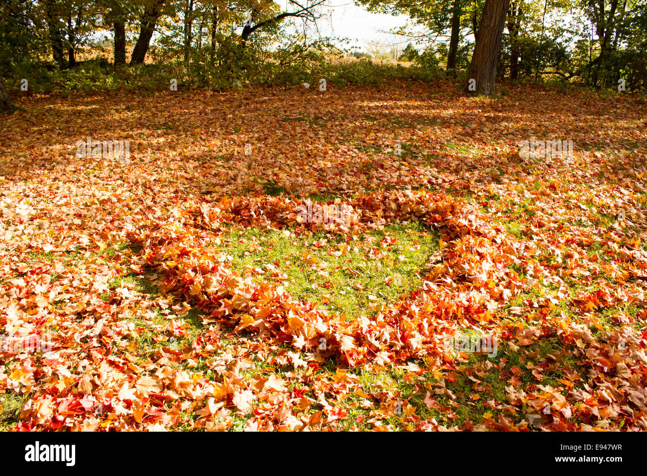 Les feuilles d'érable orange et jaune en forme de cœur sur l'herbe Banque D'Images
