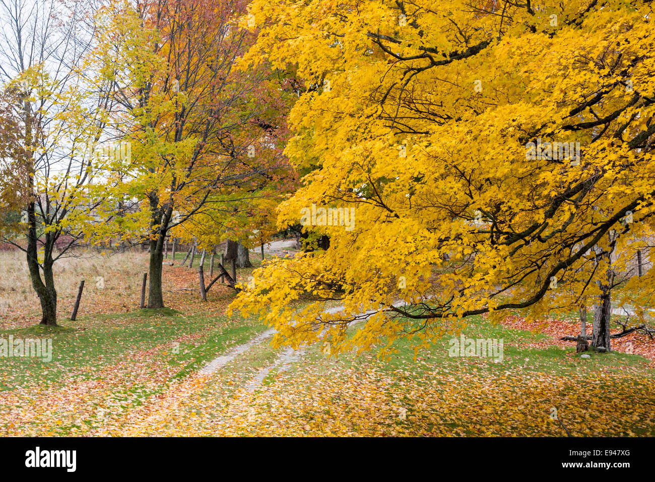 Allée de la ferme avec des arbres d'érable à l'automne avec des feuilles sur le sol. Banque D'Images